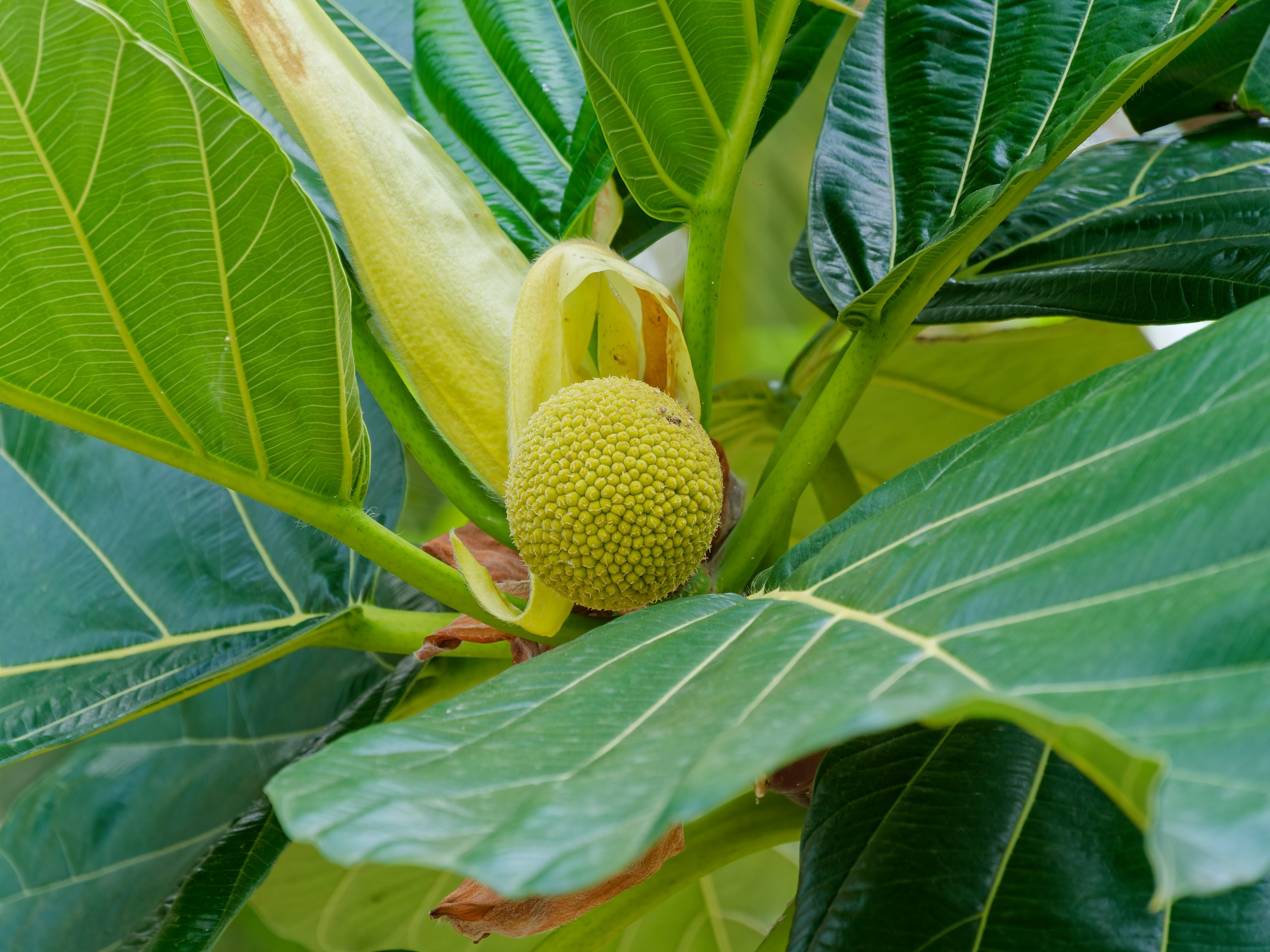 Хайнань 2026, флора, цветы и деревья. Фотопрогулки по Миру