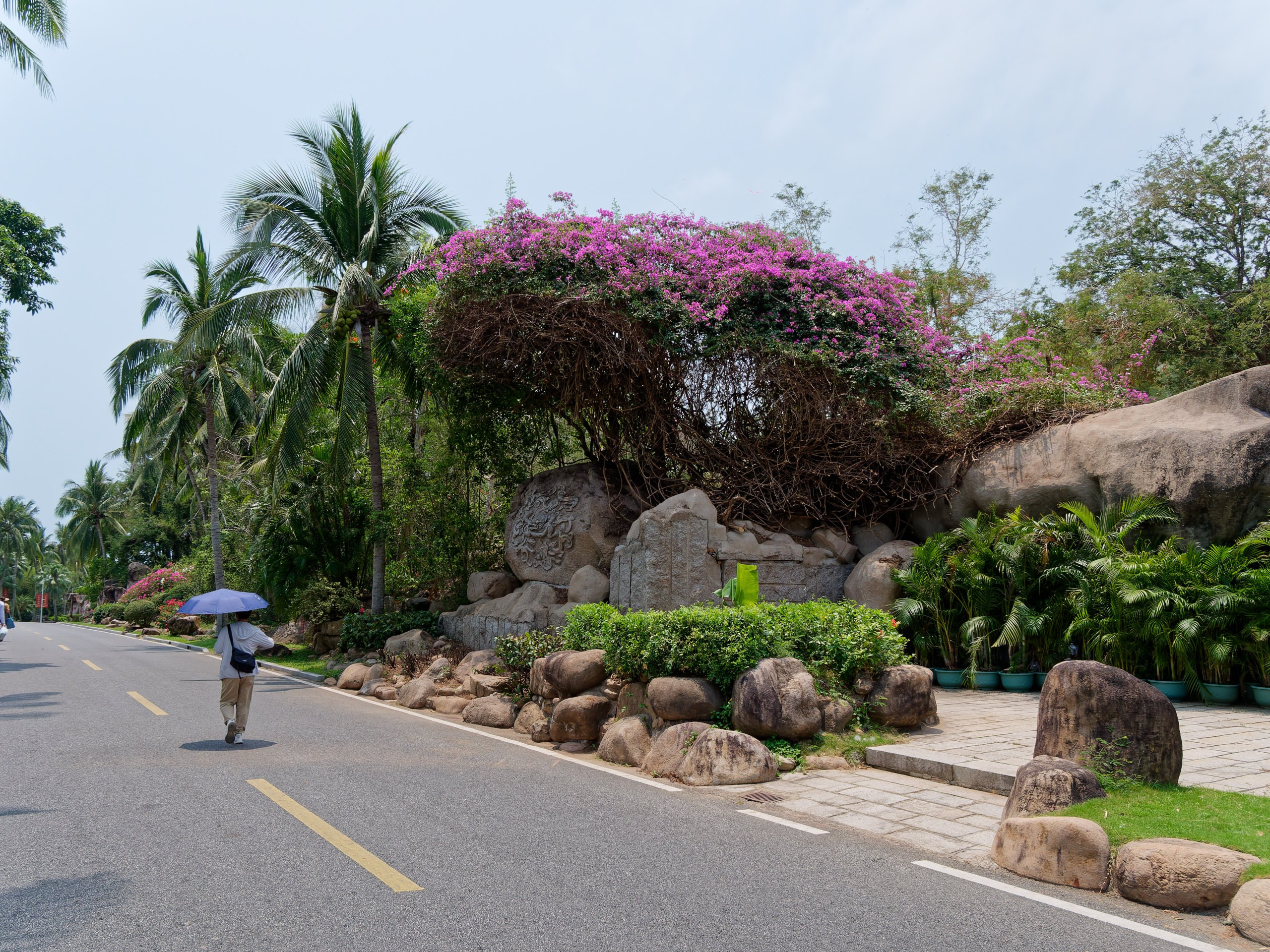 Хайнань 2026, флора, цветы и деревья. Фотопрогулки по Миру