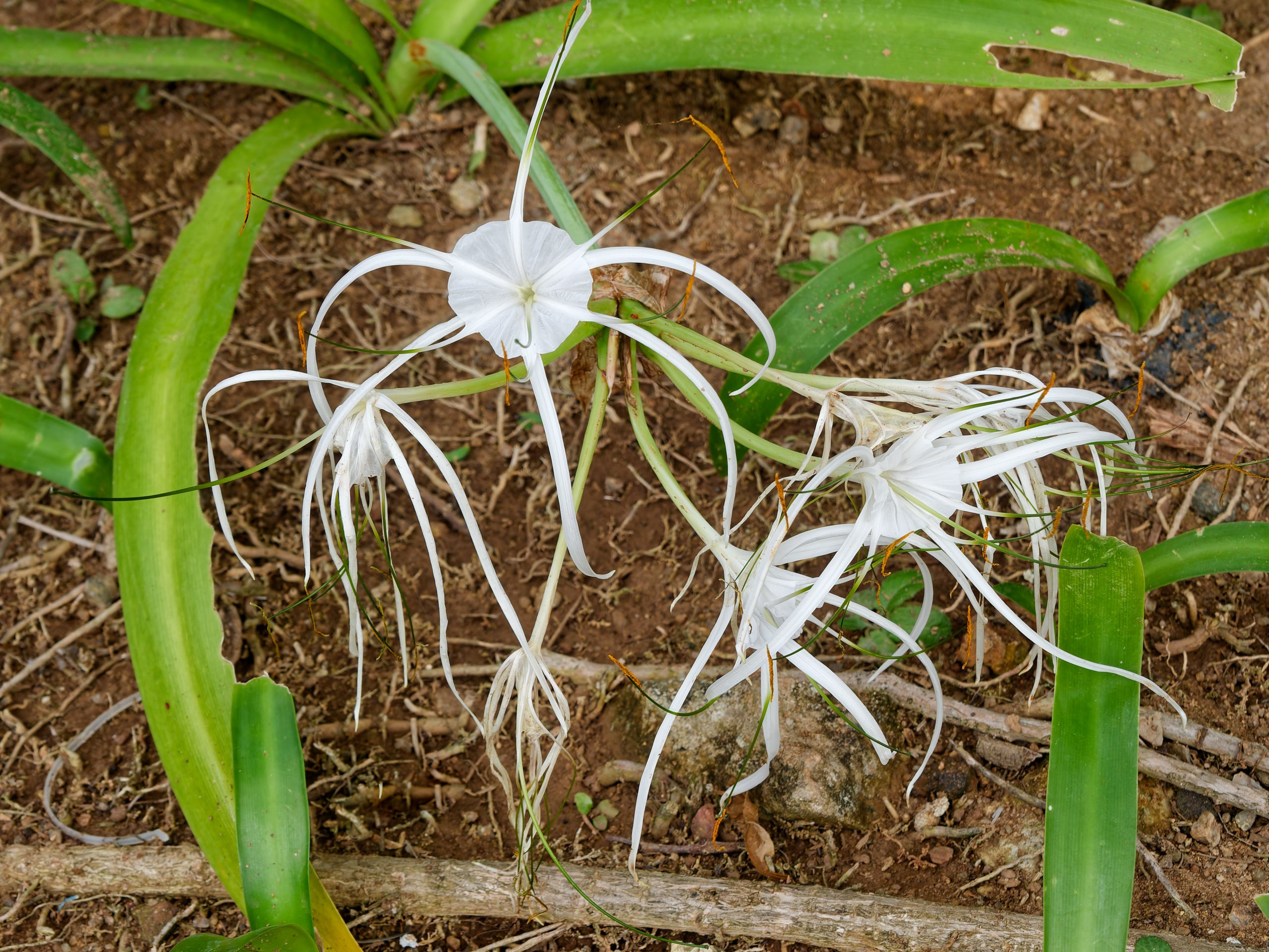 Хайнань 2026, флора, цветы и деревья. Фотопрогулки по Миру