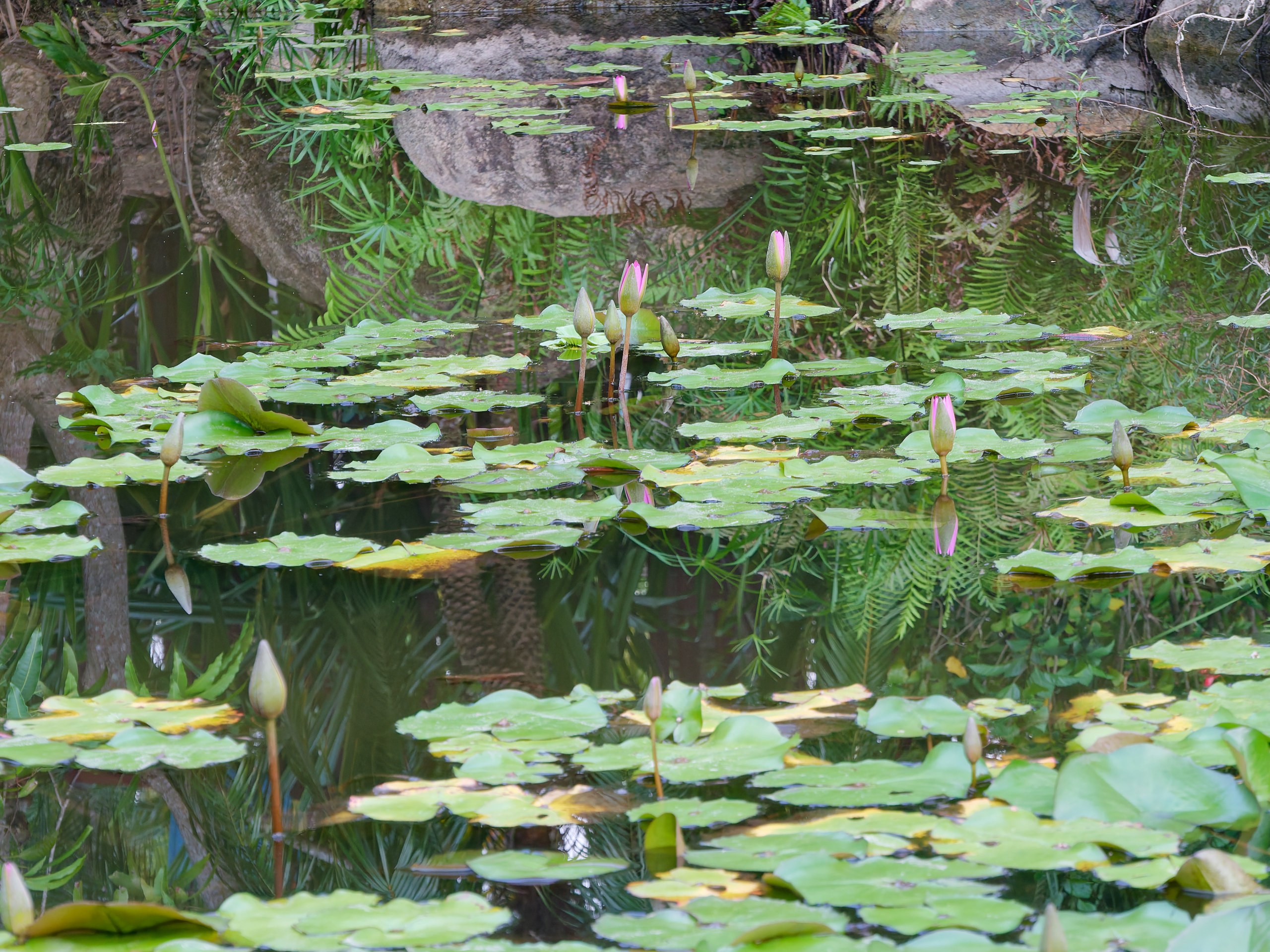 Хайнань 2026, флора, цветы и деревья. Фотопрогулки по Миру