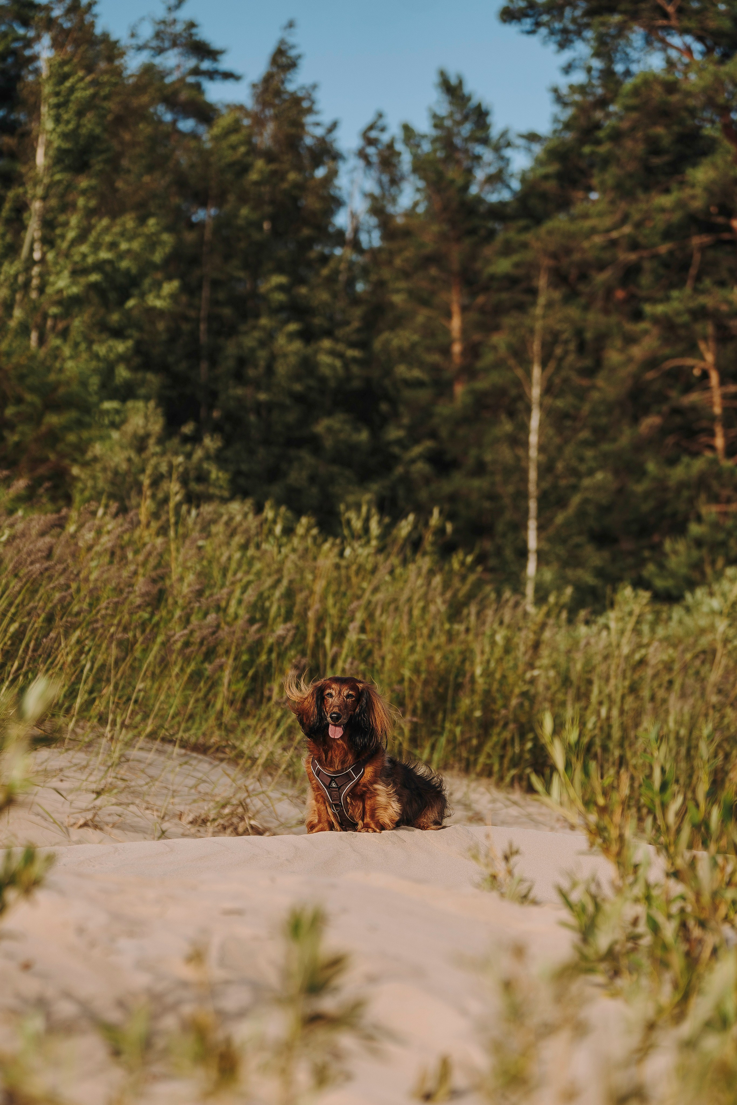 Фотосессия с длиношерстной таксой на пляжн. Фотограф анималист в Спб недорого Олеся Майорова