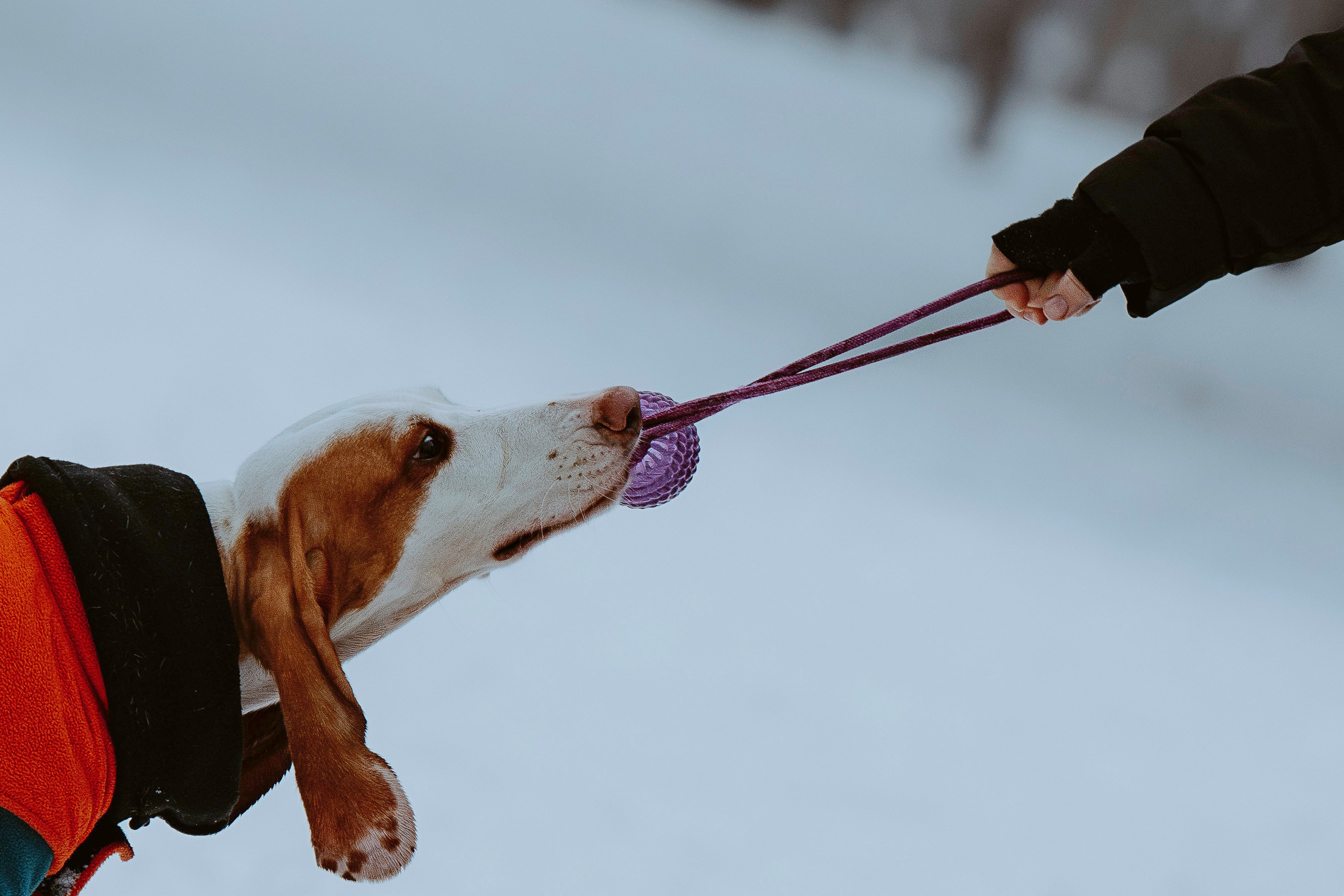 Ольга, Рора и Румпель. Фотограф анималист в Спб недорого Олеся Майорова