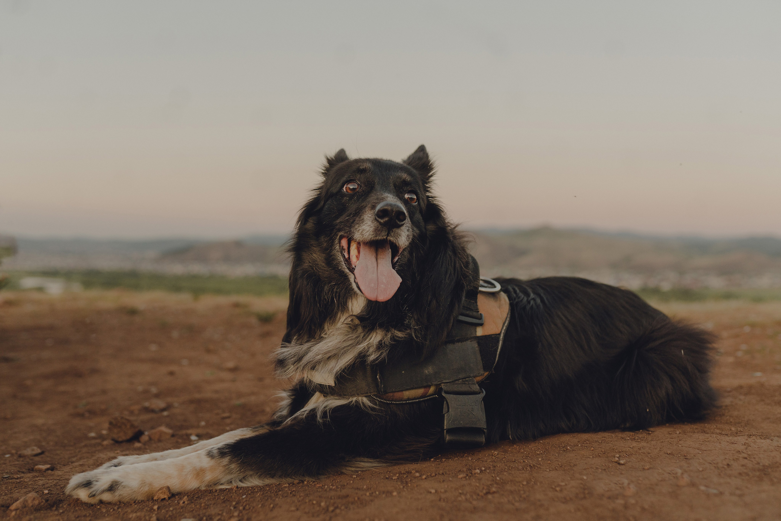 Настя и Умка. Фотограф анималист в Спб недорого Олеся Майорова