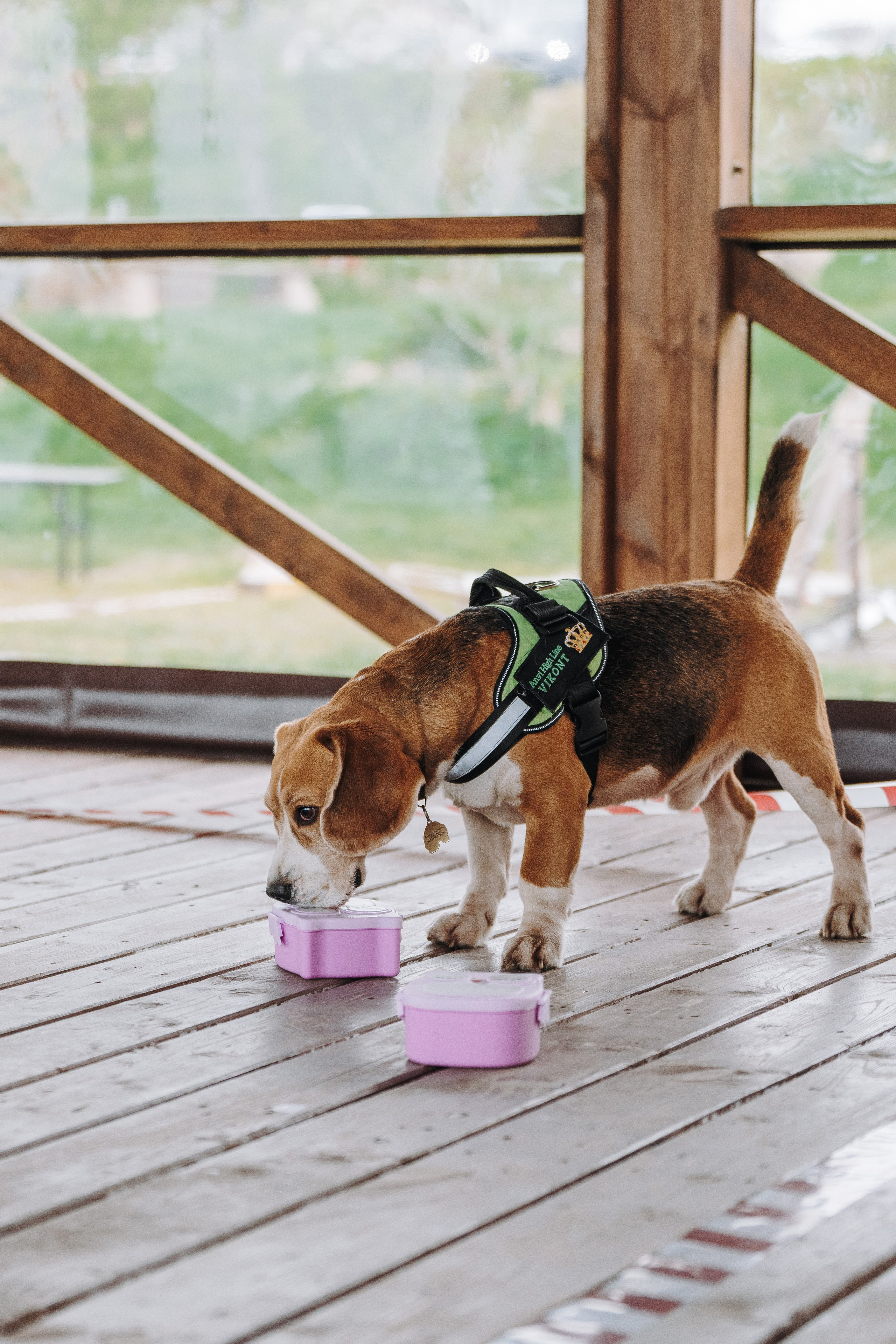 Соревнования по ноузворку в Лосево. Фотограф анималист в Спб недорого Олеся Майорова