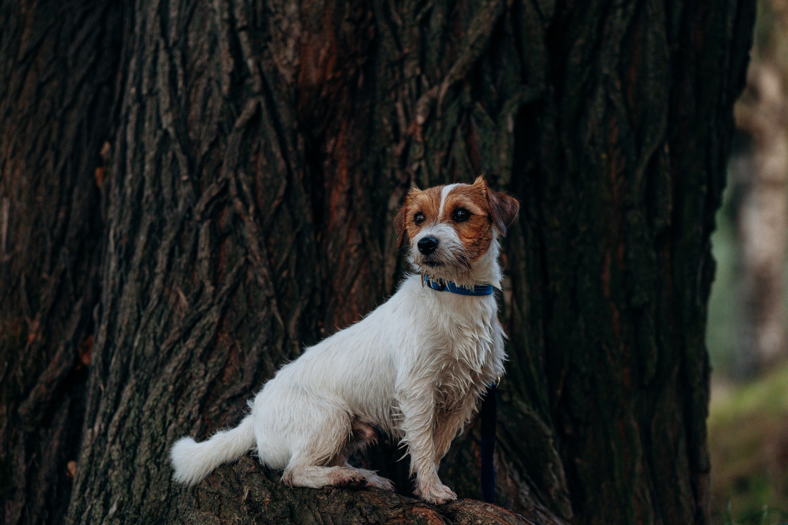 Фотосессия с маленькой собакой Спб. Фотограф анималист в Спб недорого Олеся Майорова
