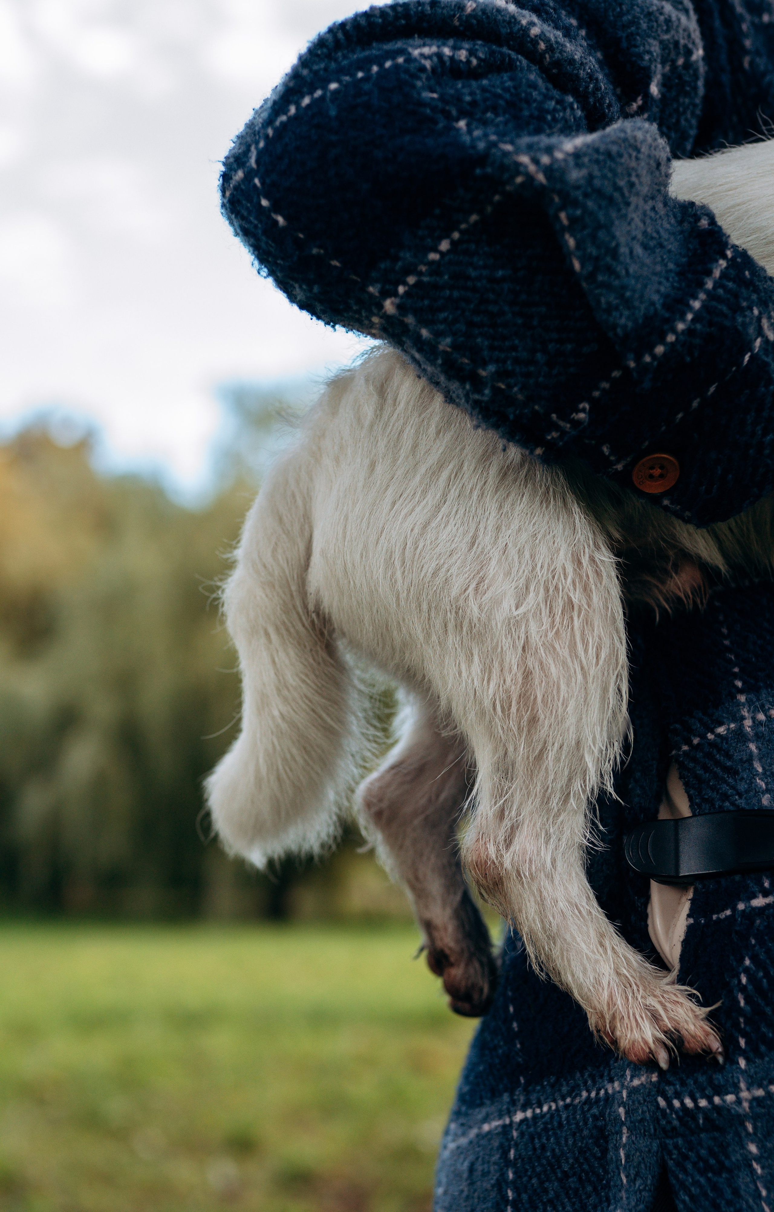 Фотосессия с маленькой собакой Спб. Фотограф анималист в Спб недорого Олеся Майорова