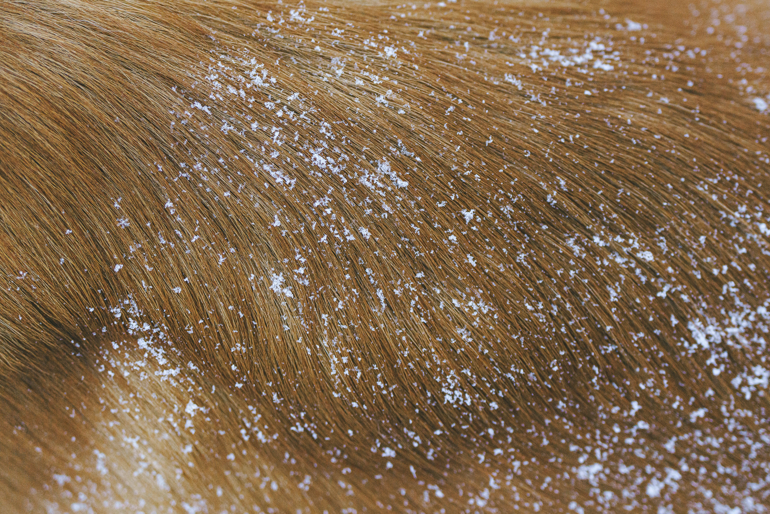 Рэй, Кузя, Ольга и Александр. Фотограф анималист в Спб недорого Олеся Майорова