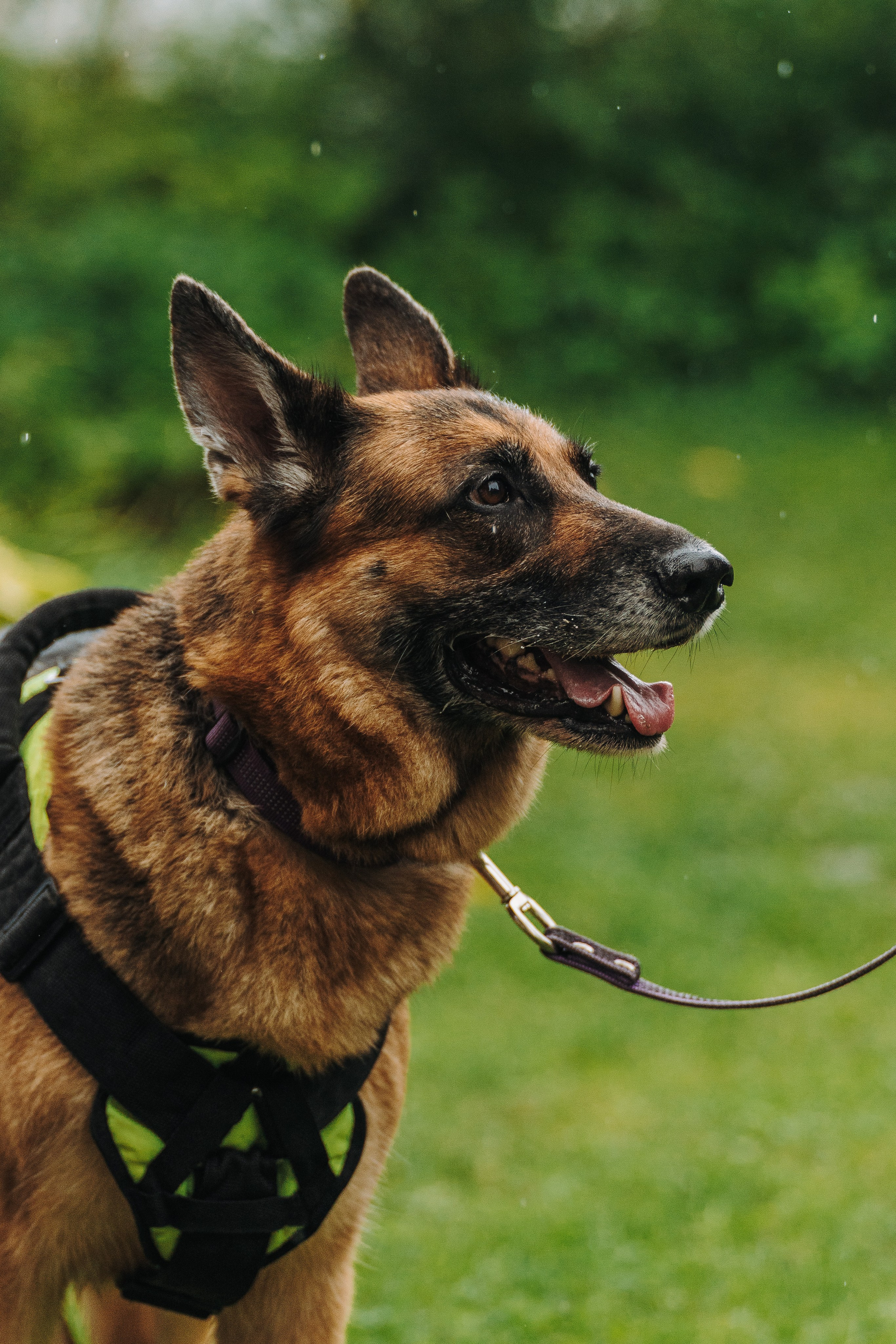 Соревнования по ноузворку в Новожилово. Фотограф анималист в Спб недорого Олеся Майорова