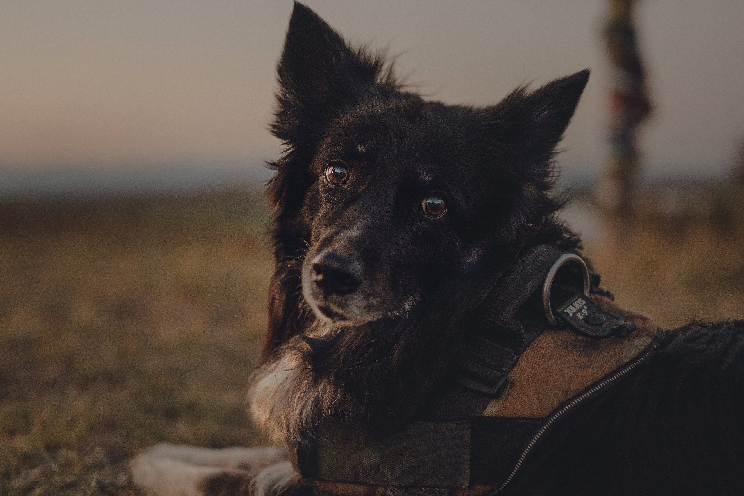 Настя и Умка. Фотограф анималист в Спб недорого Олеся Майорова