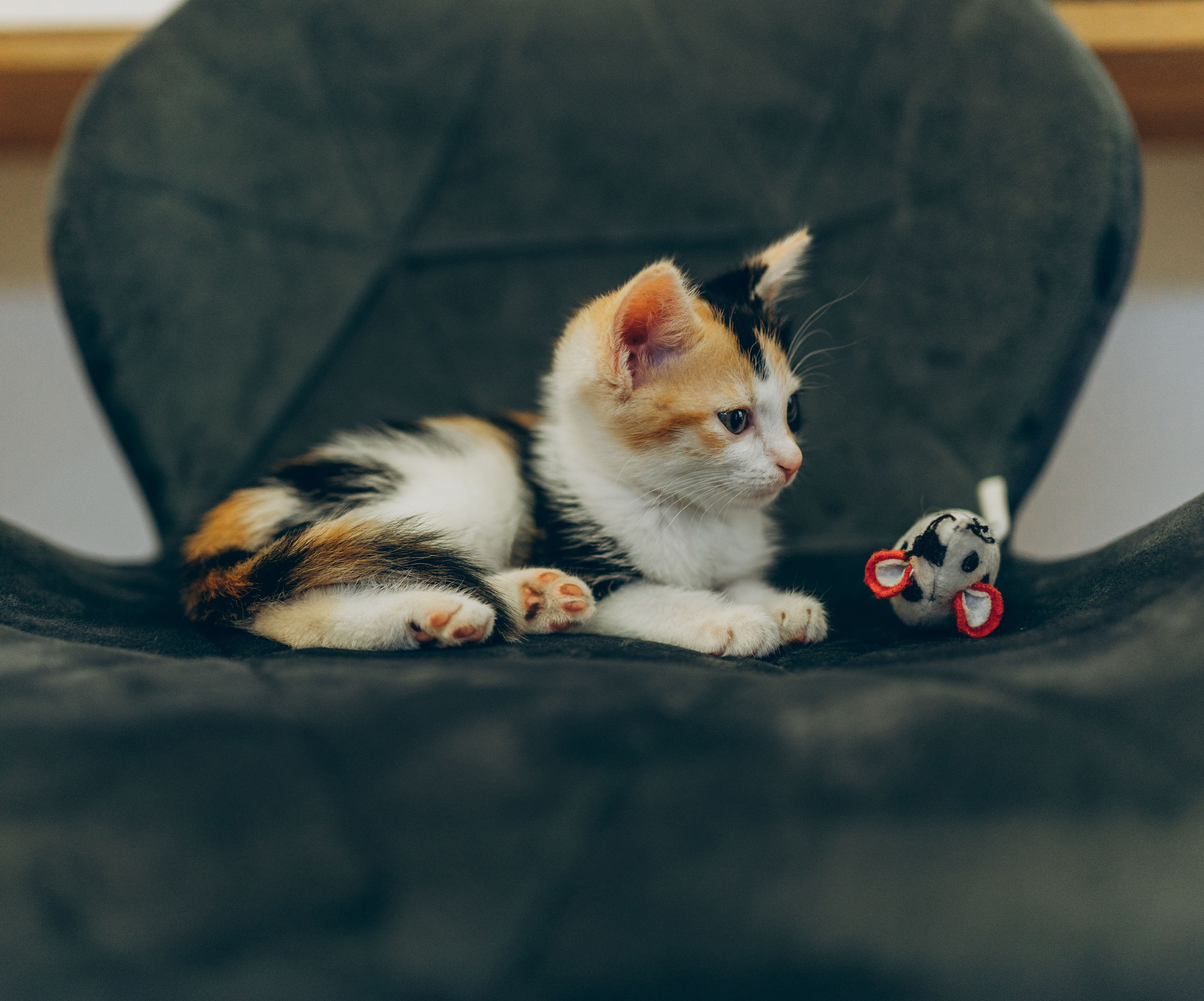 Соник. Фотограф анималист в Спб недорого Олеся Майорова