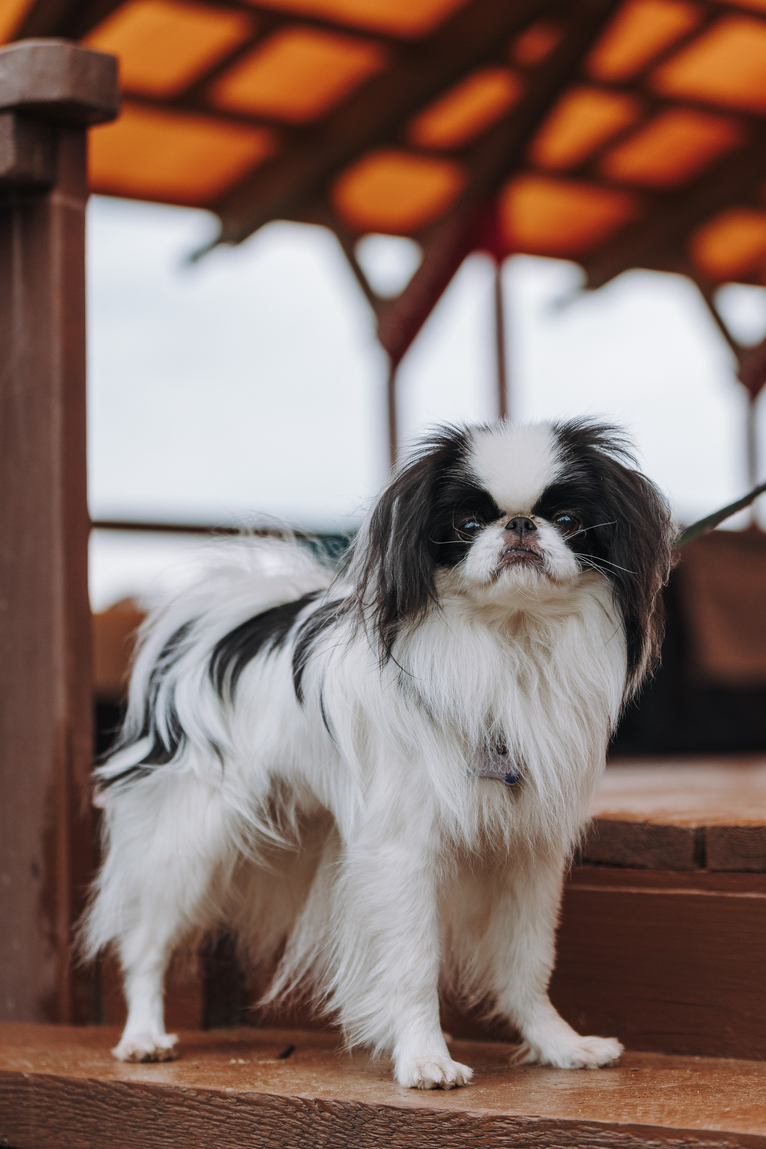 Соревнования по ноузворку в Лосево. Фотограф анималист в Спб недорого Олеся Майорова