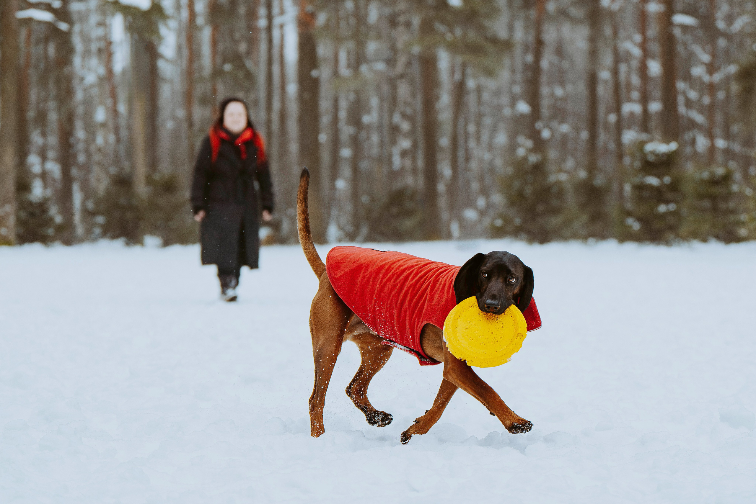 Ольга, Рора и Румпель. Фотограф анималист в Спб недорого Олеся Майорова