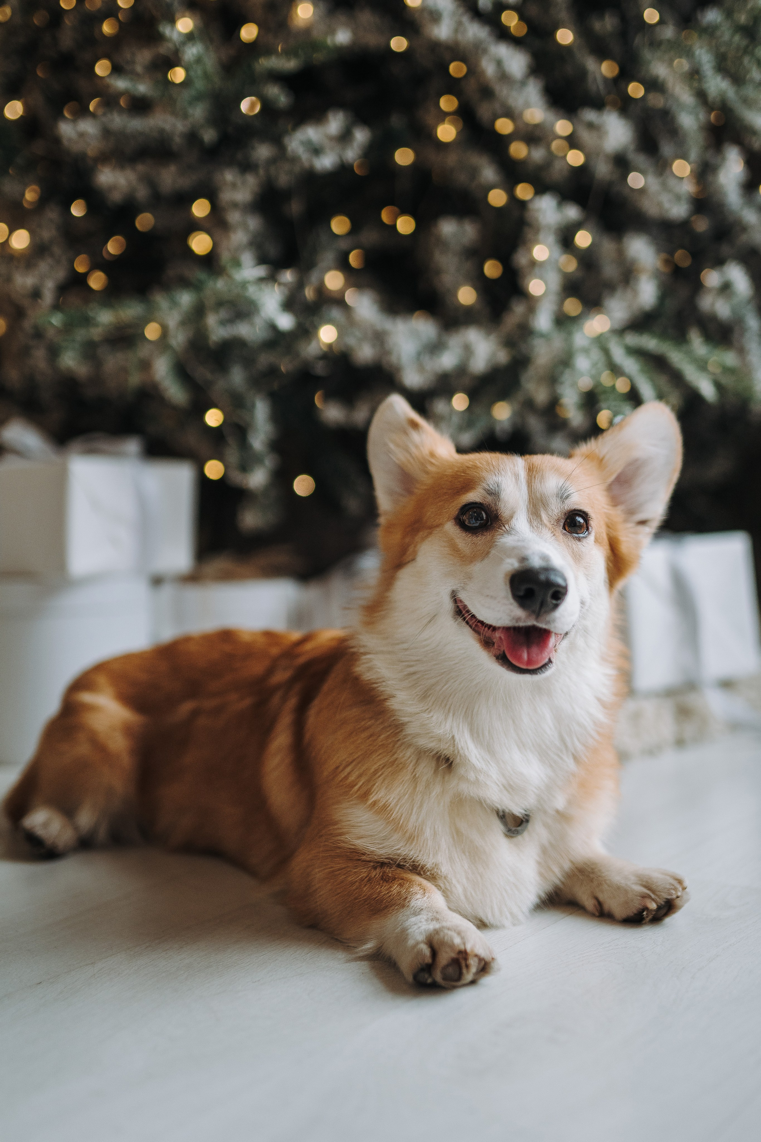 Александра и Бри. Фотограф анималист в Спб недорого Олеся Майорова