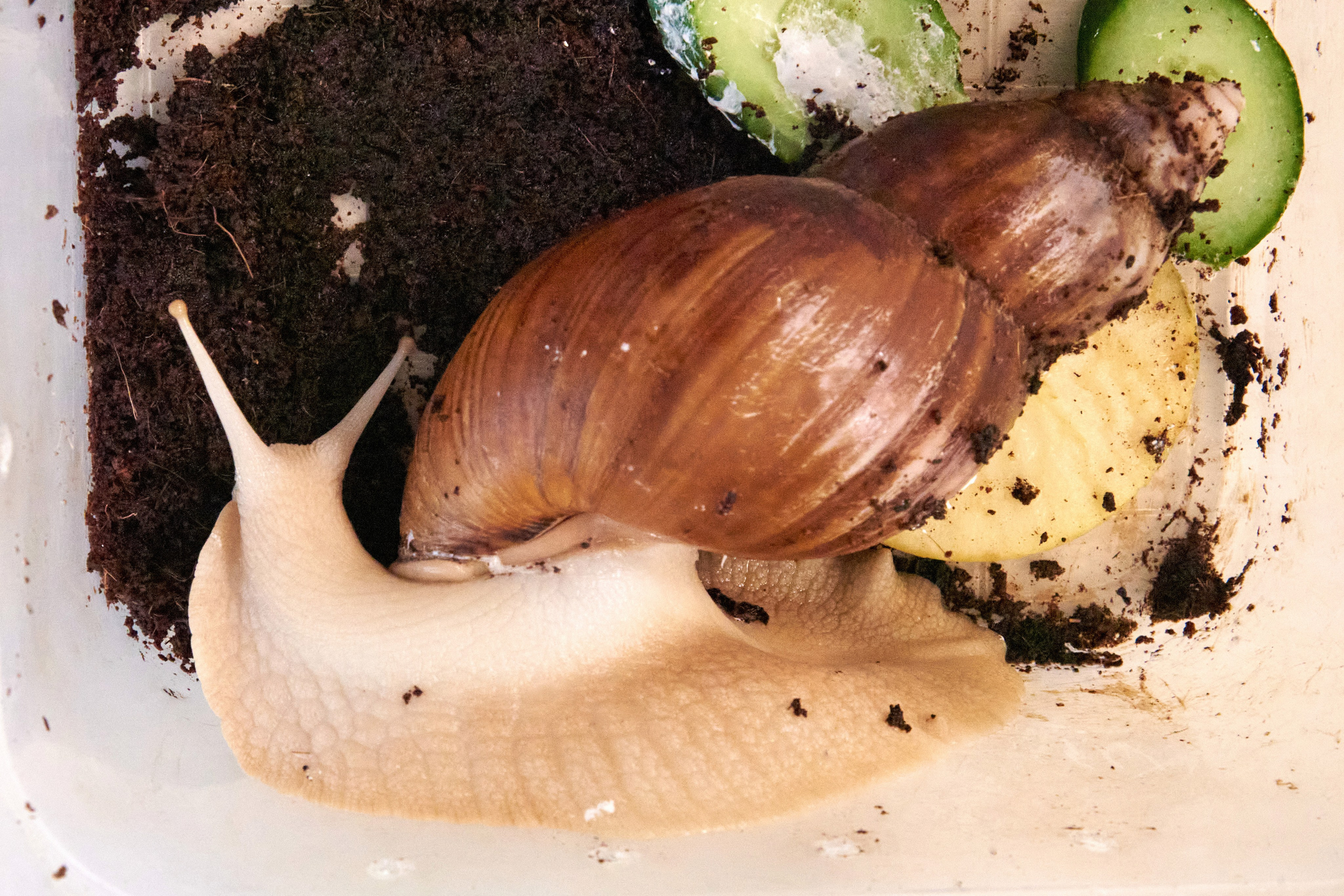 Городская научно-практическая конференция учащихся 1-6 классов — 2023. [fXph] Фотограф Масликов Илья. Съёмка мероприятий в Ленинске-Кузнецком