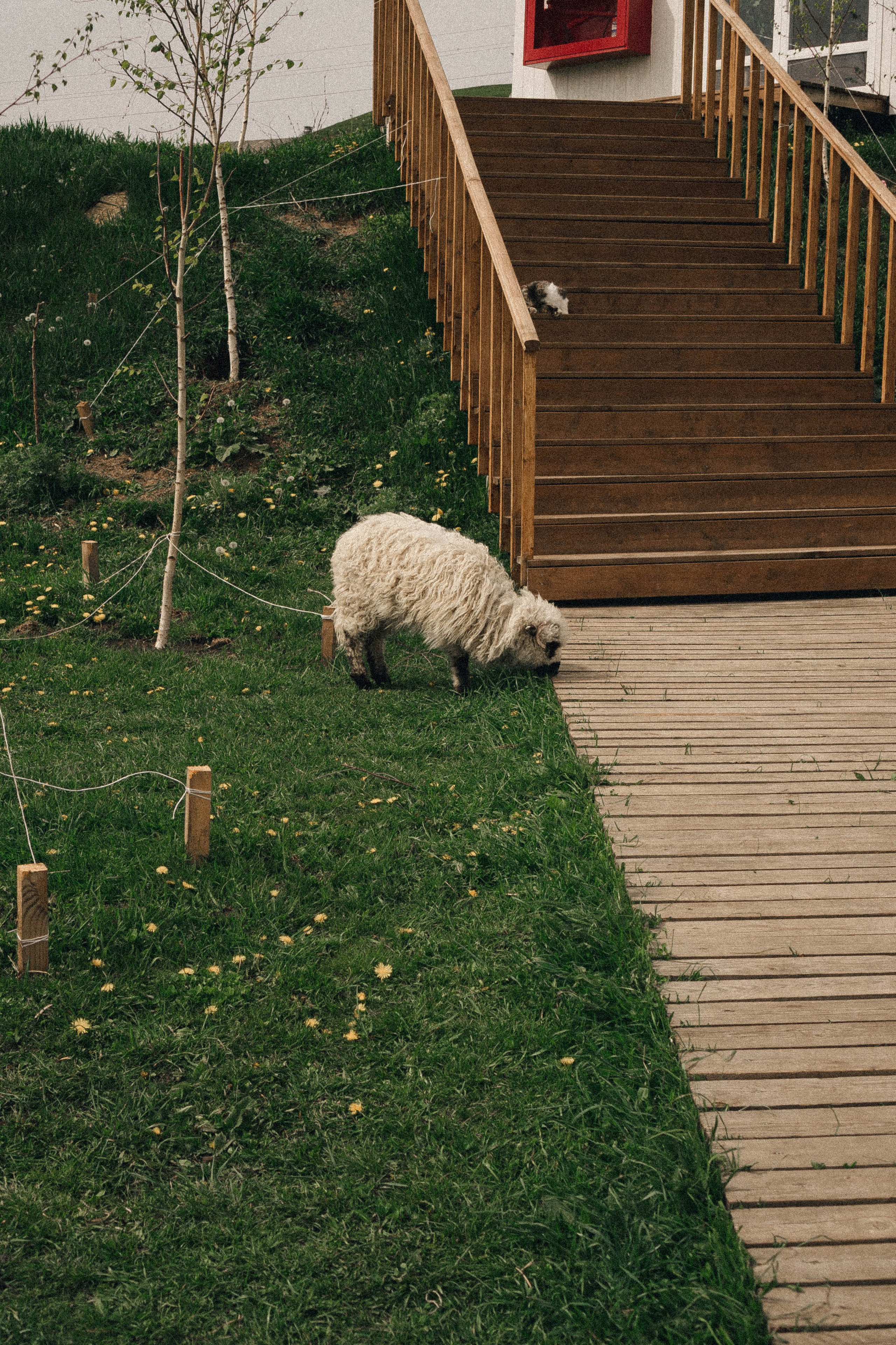 Ферма Альпак. Профессиональный фотограф, Санкт-Петербург — Виктория Богомолова