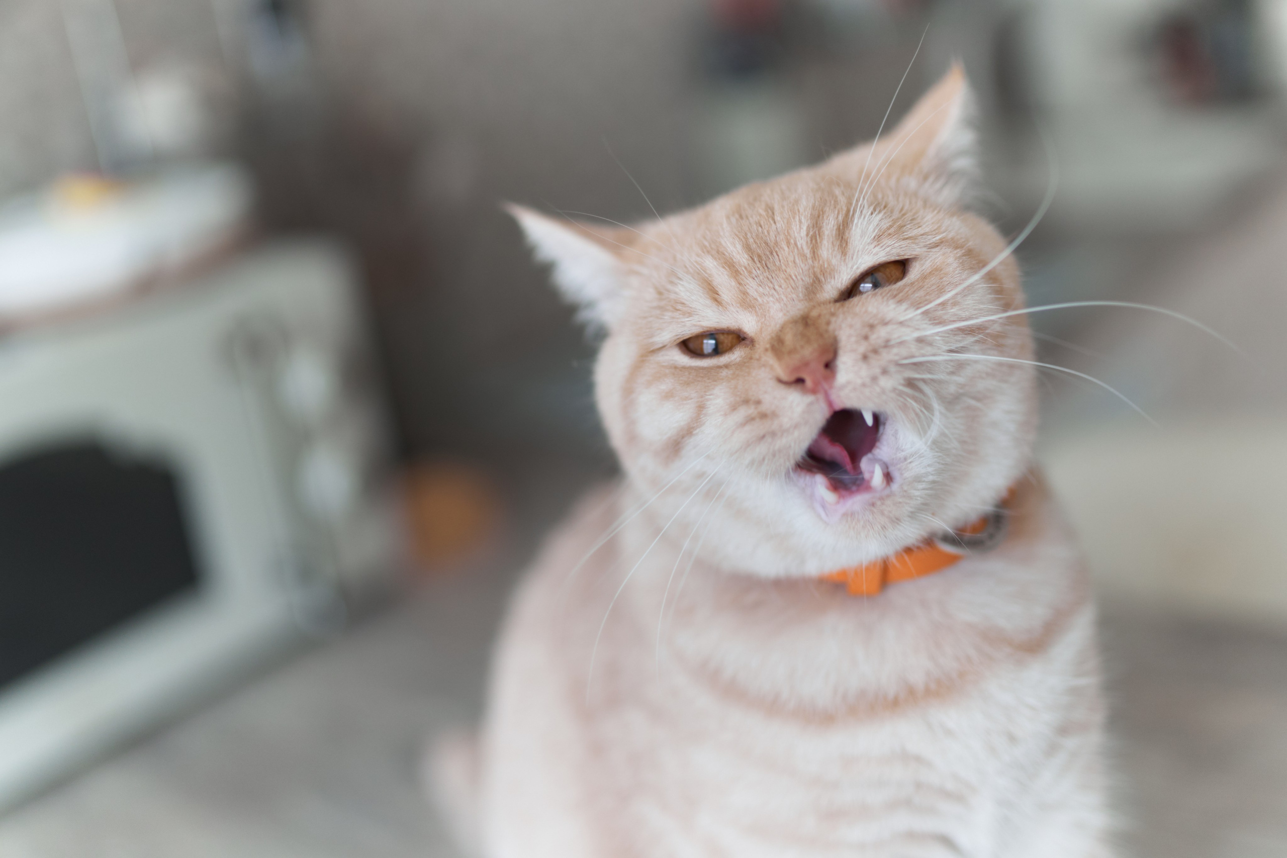 Фотосессия кота. Мужская фотосессия в СПб|Ирина Курманаева