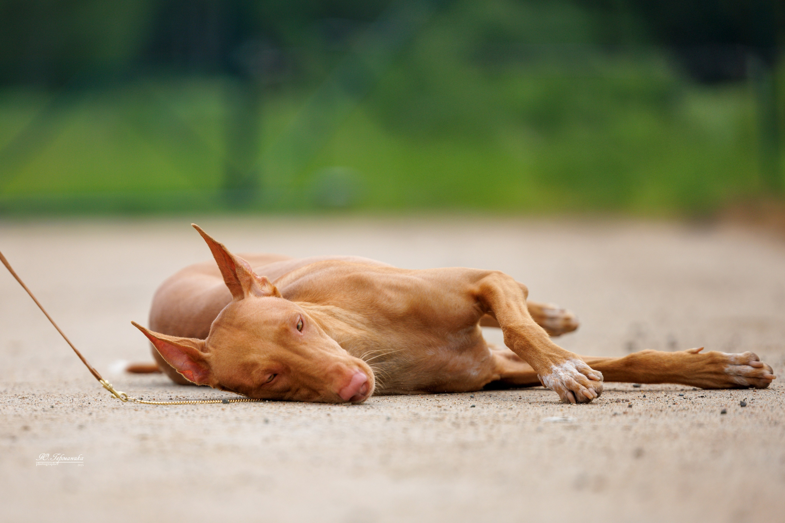 РОССИЯ 7-8.06.2025. Фотограф-анималист Юлия Германика