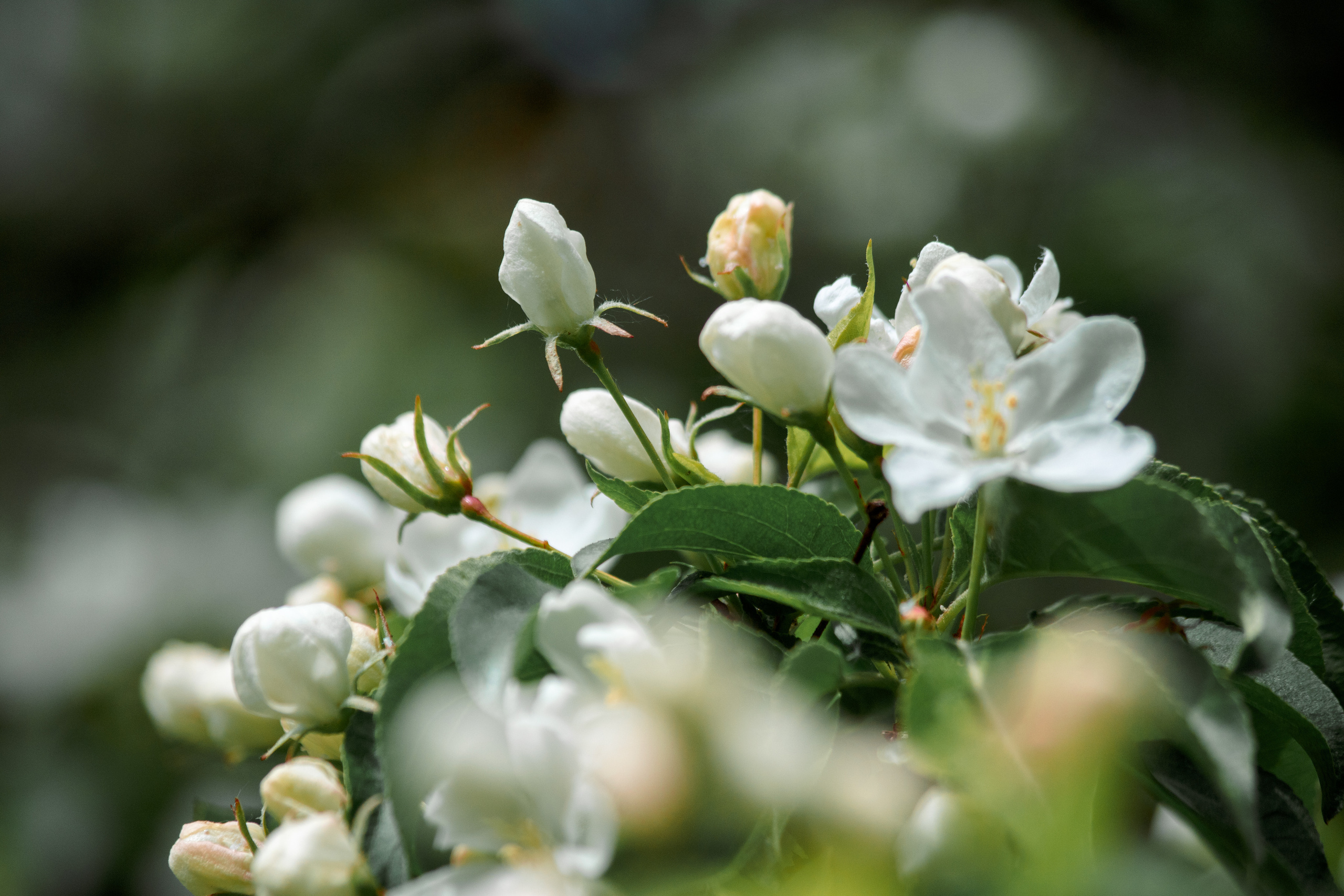 Прогулка в Яблоневом саду. Балетный фотограф в Москве Галина Молчанова