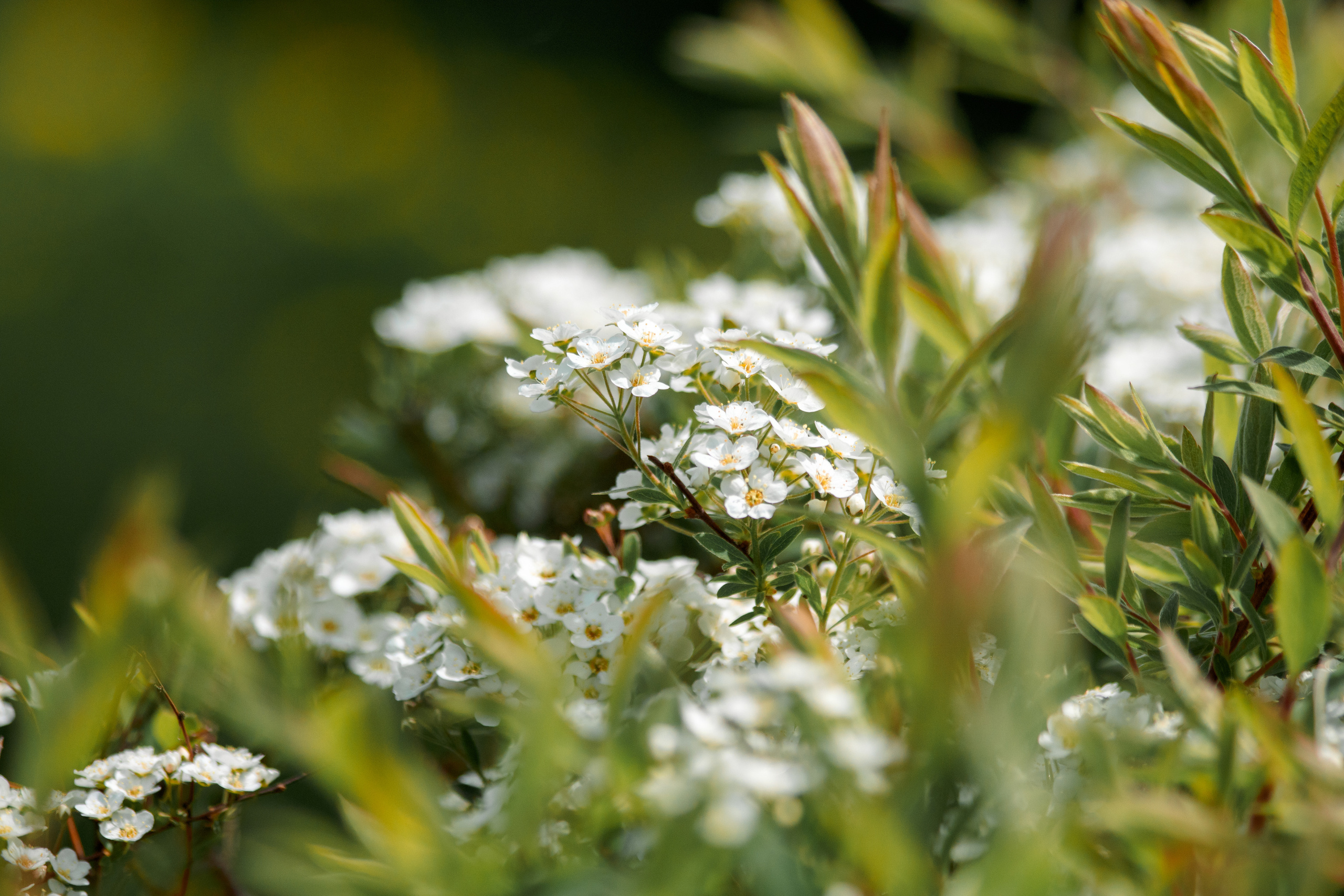Прогулка в Яблоневом саду. Балетный фотограф в Москве Галина Молчанова