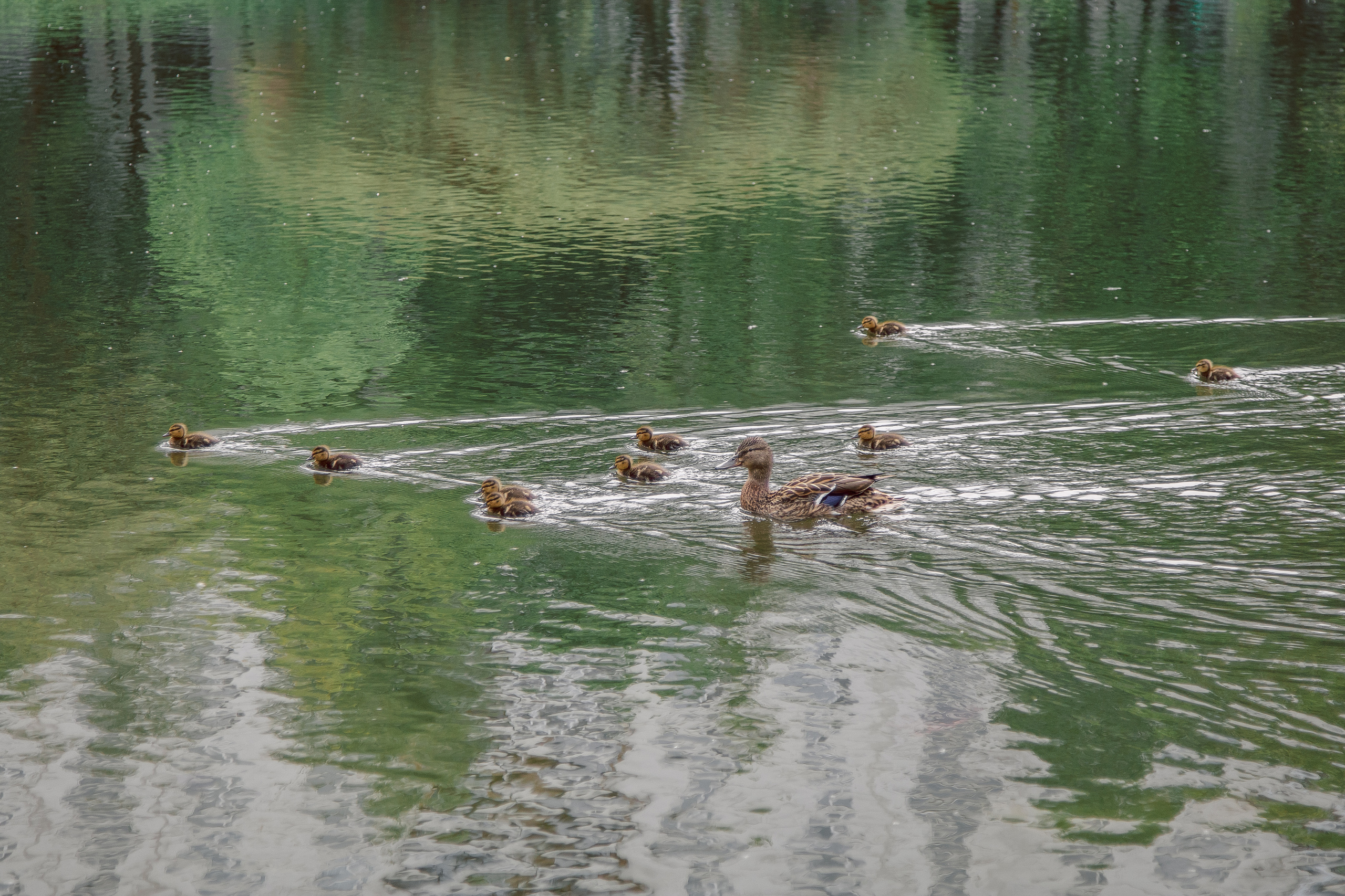 Прогулка в Яблоневом саду. Балетный фотограф в Москве Галина Молчанова