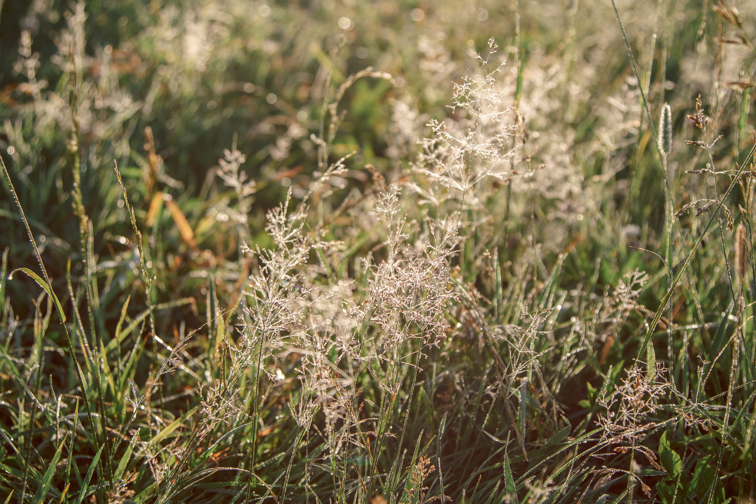 Рассветная фотосессия в поле. Балетный фотограф в Москве Галина Молчанова