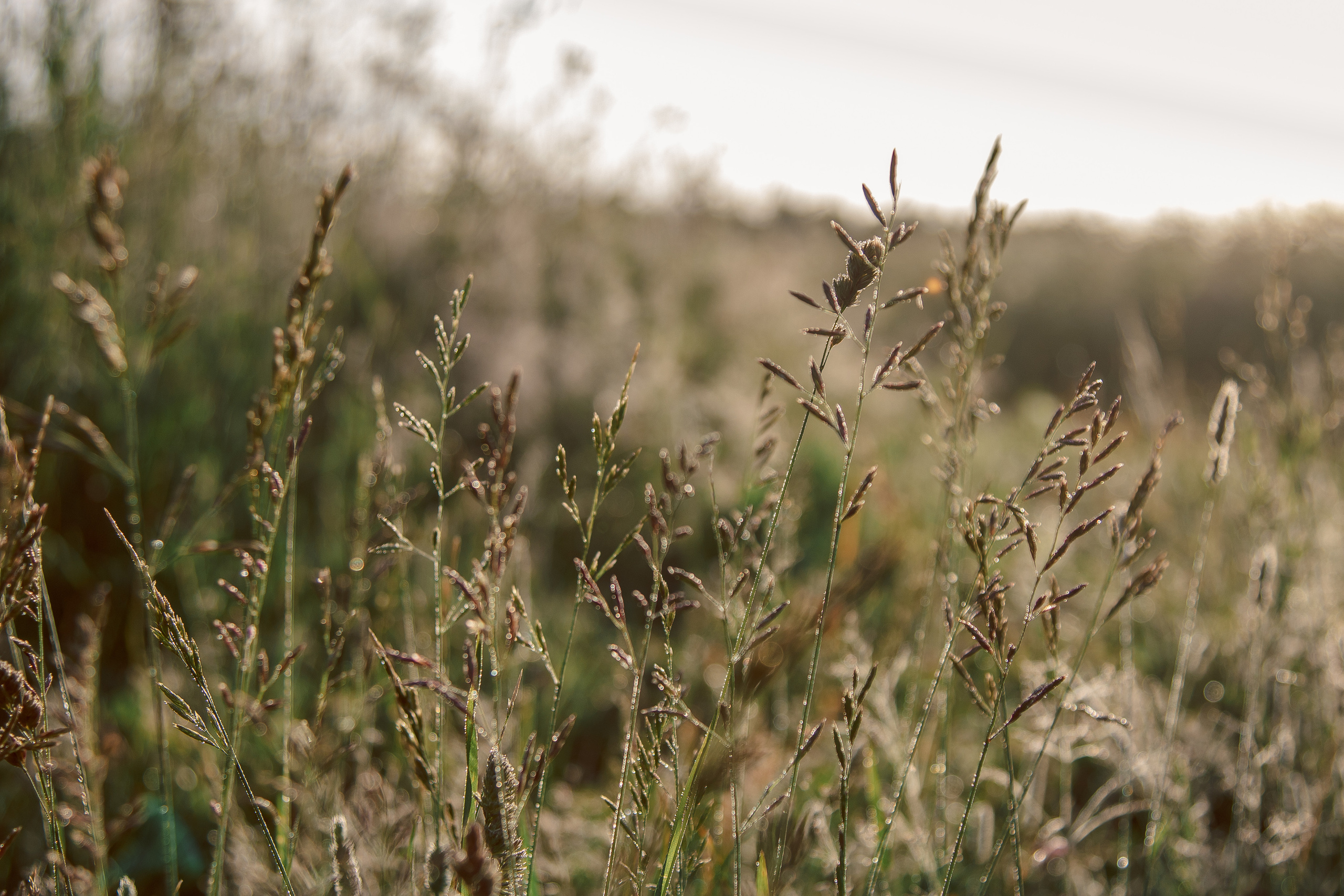 Рассветная фотосессия в поле. Балетный фотограф в Москве Галина Молчанова