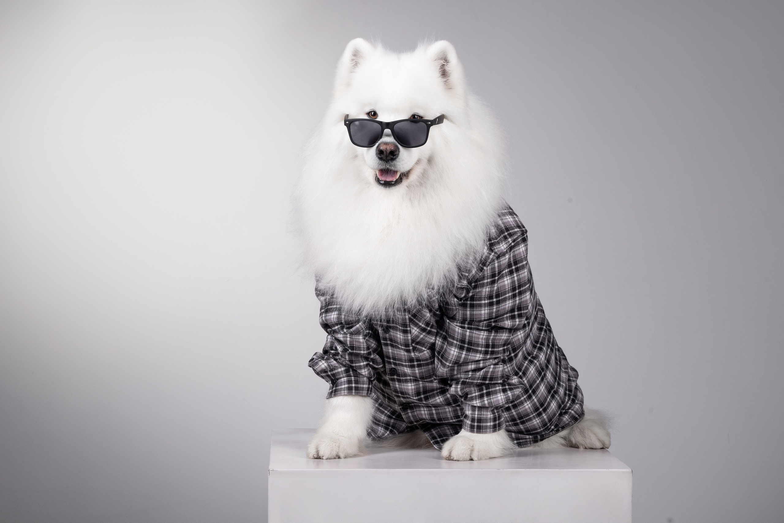 Самоеды в студии. Фотограф анималист в Москве Майорова Евгения