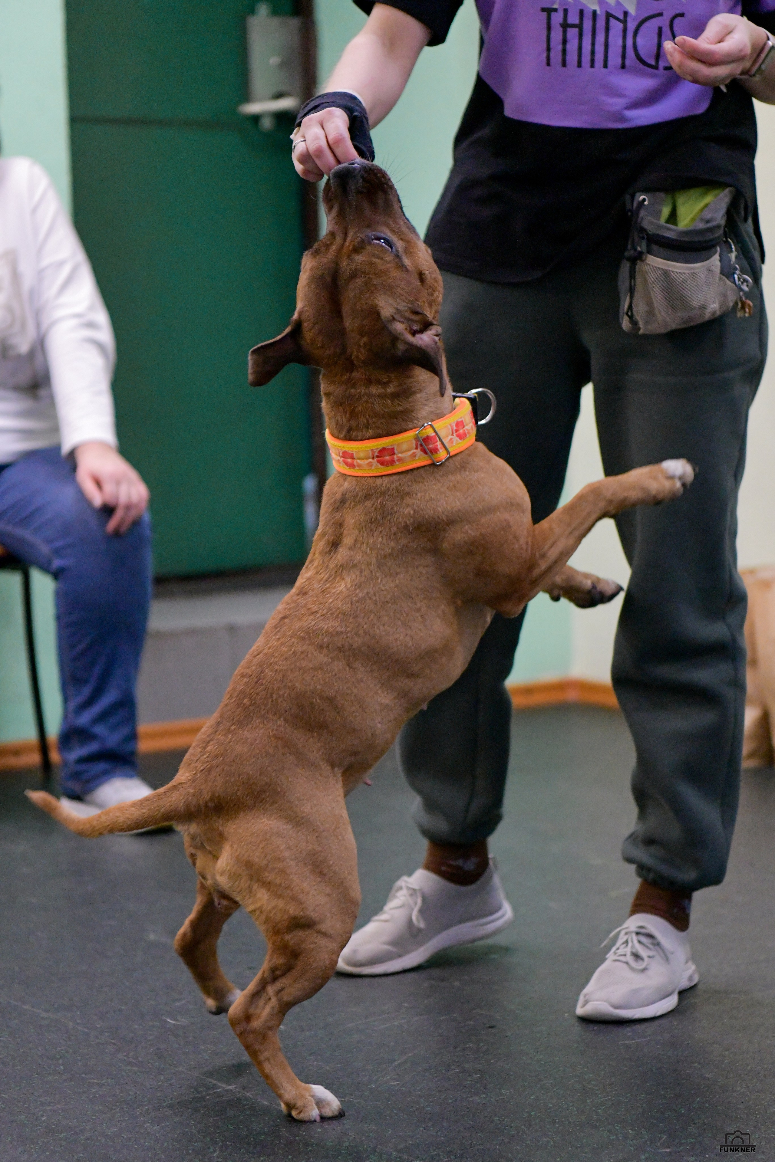 Кинологический клуб «Бодрый хвост». Свой взгляд через объектив