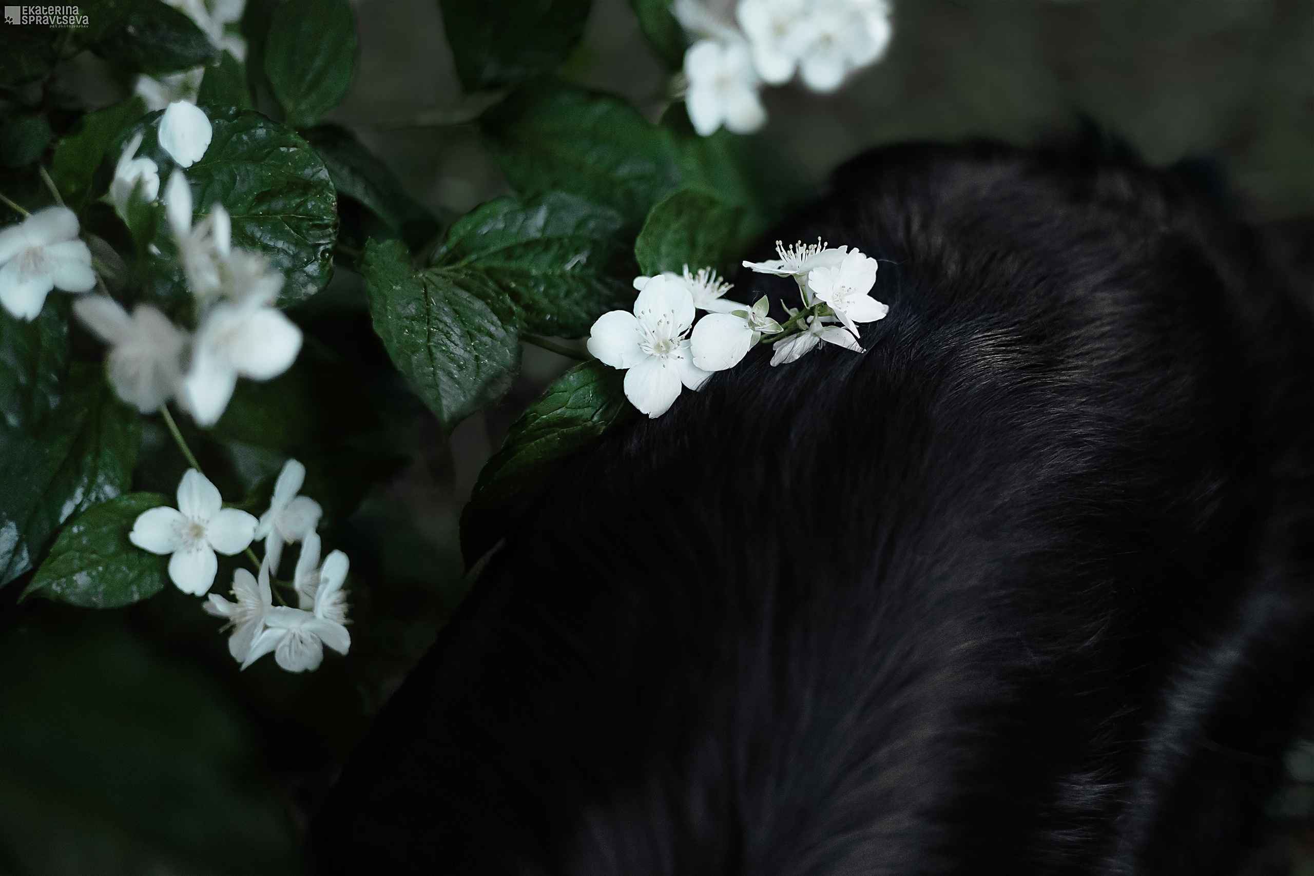 Екатерина Справцева фотограф анималист - портфолио фото. Фотограф Анималист Екатерина Справцева в Нижнем Новгороде