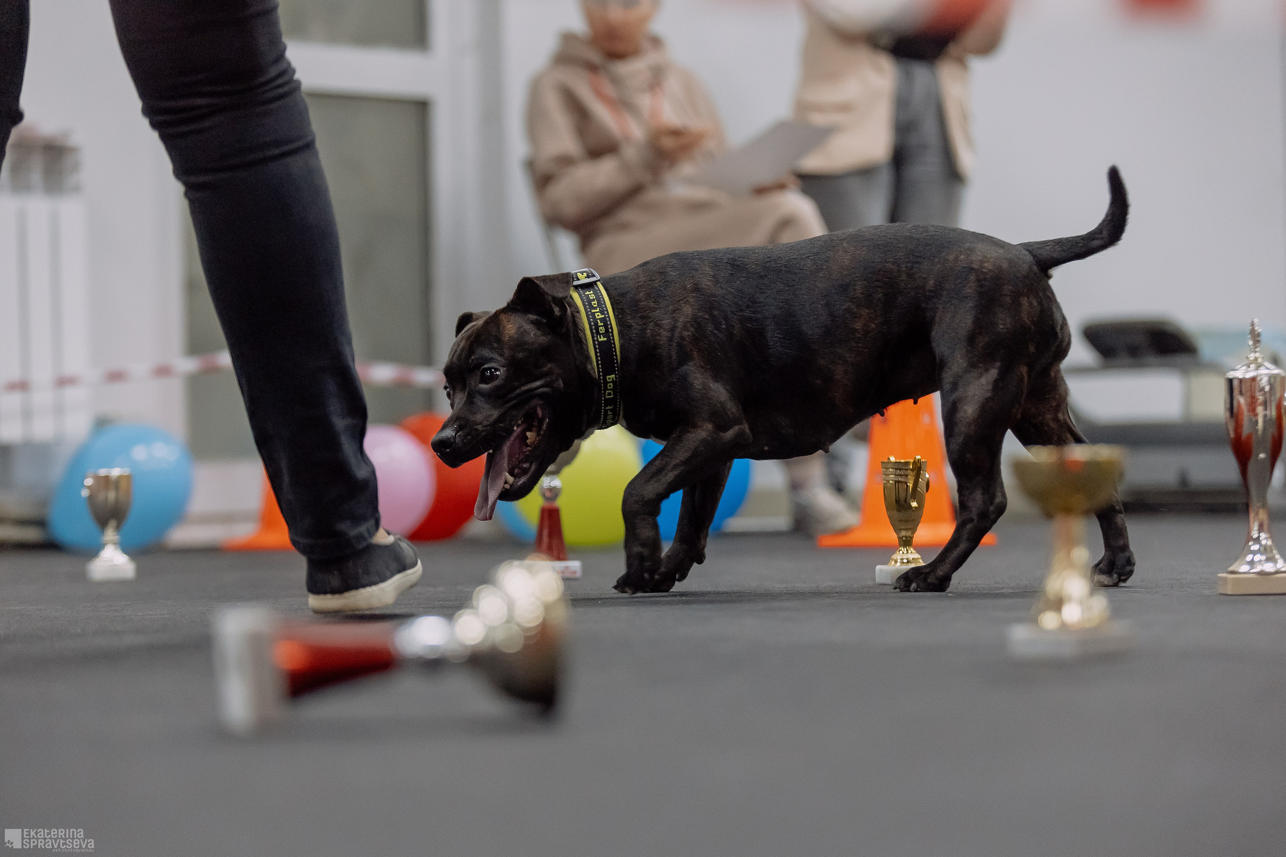 Праздник NoseWork. Фотограф Анималист Екатерина Справцева в Нижнем Новгороде
