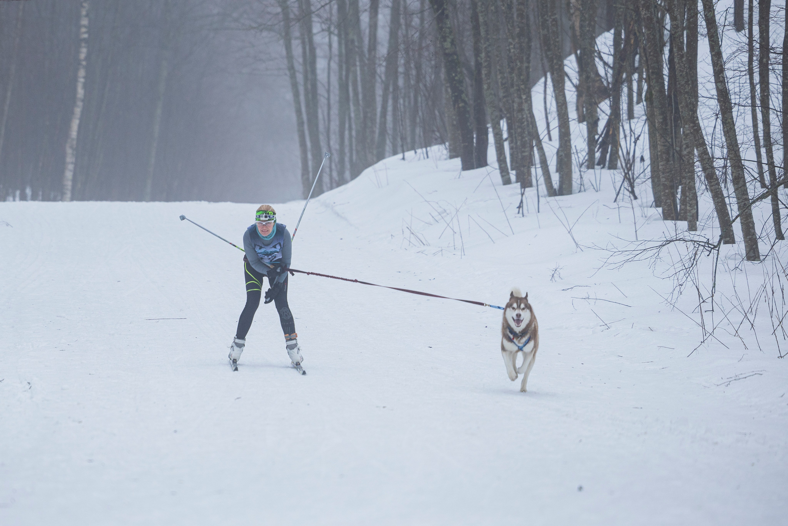 Зимний Чемпионат Санкт-Петербурга по ездовому спорту. Фотограф-анималист Анна Маринич