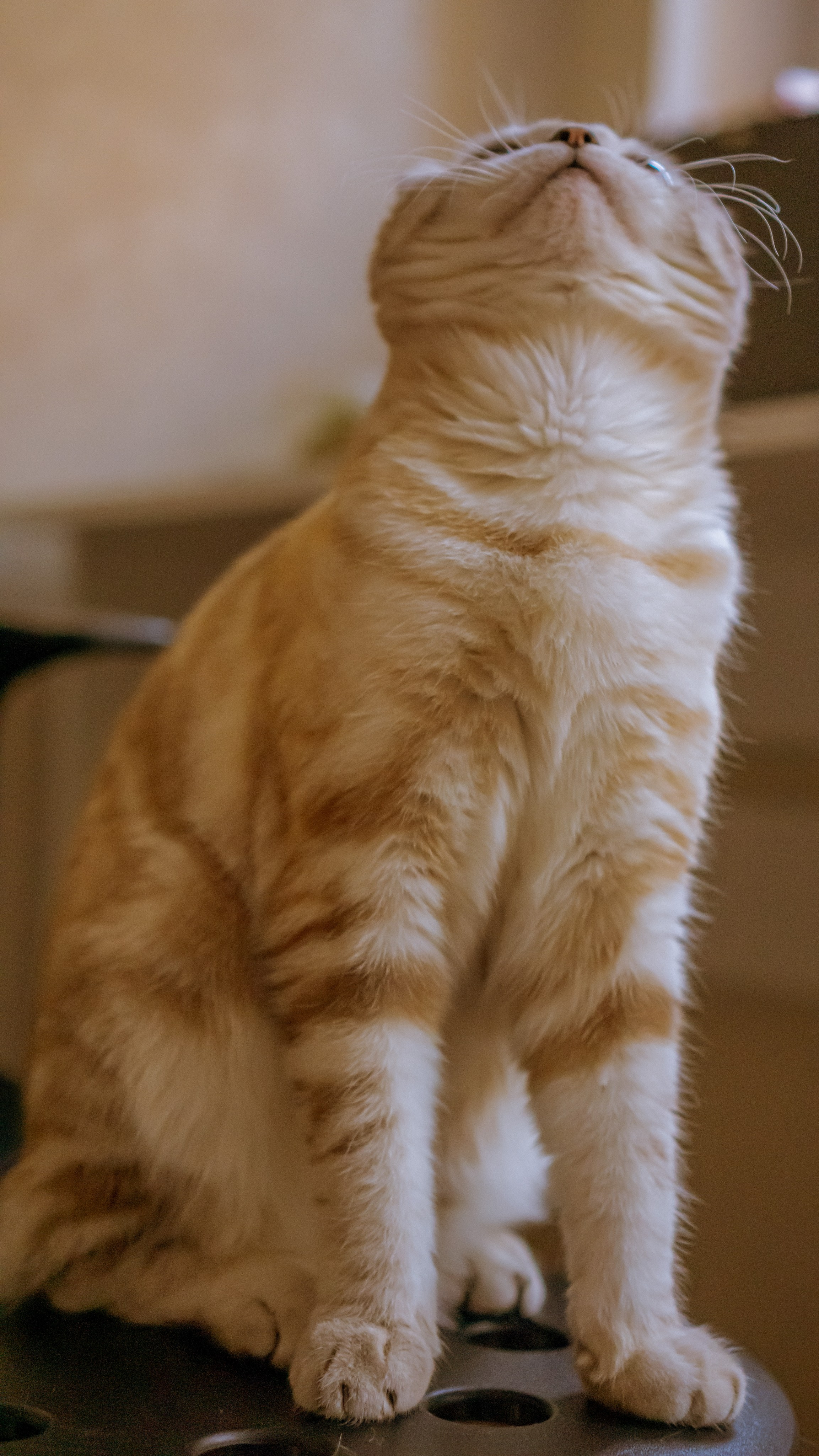 Ария. Фотограф в Кстово и Нижнем Новгороде KOLOSOK