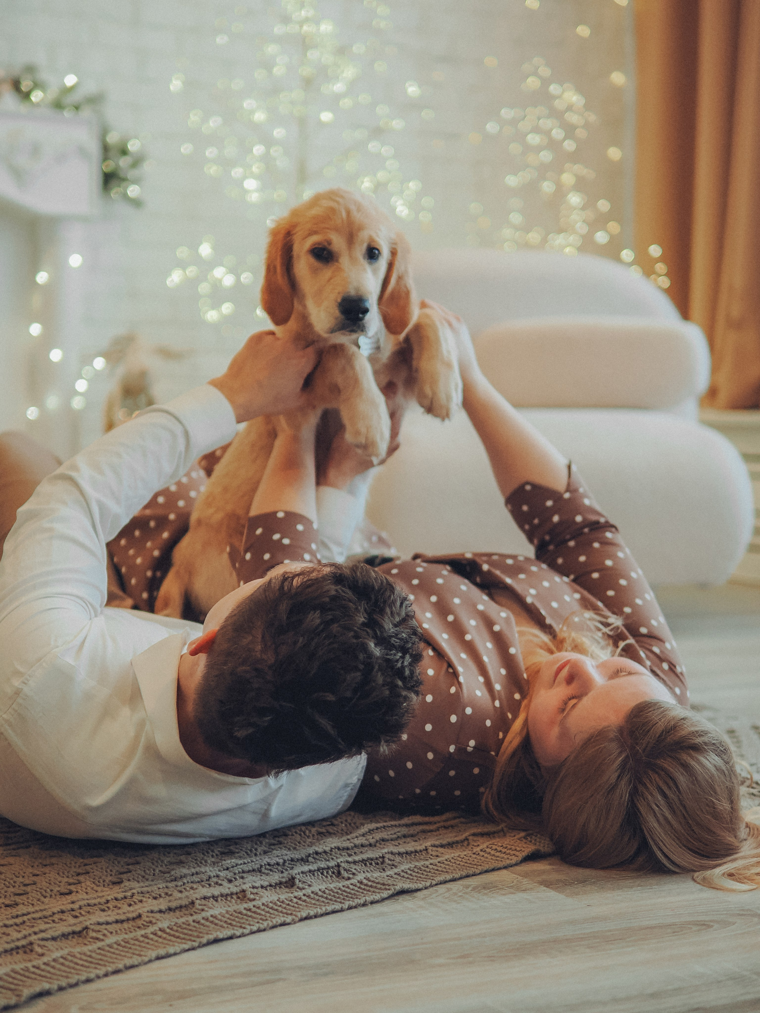 Малышка Молли и новый год. Фотограф в Москве — Сергей Люкшинов
