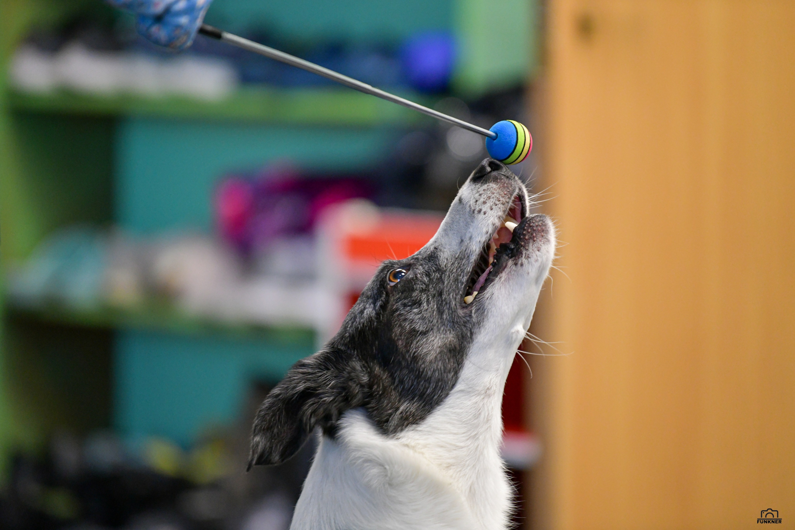 Кинологический клуб «Бодрый хвост». Свой взгляд через объектив