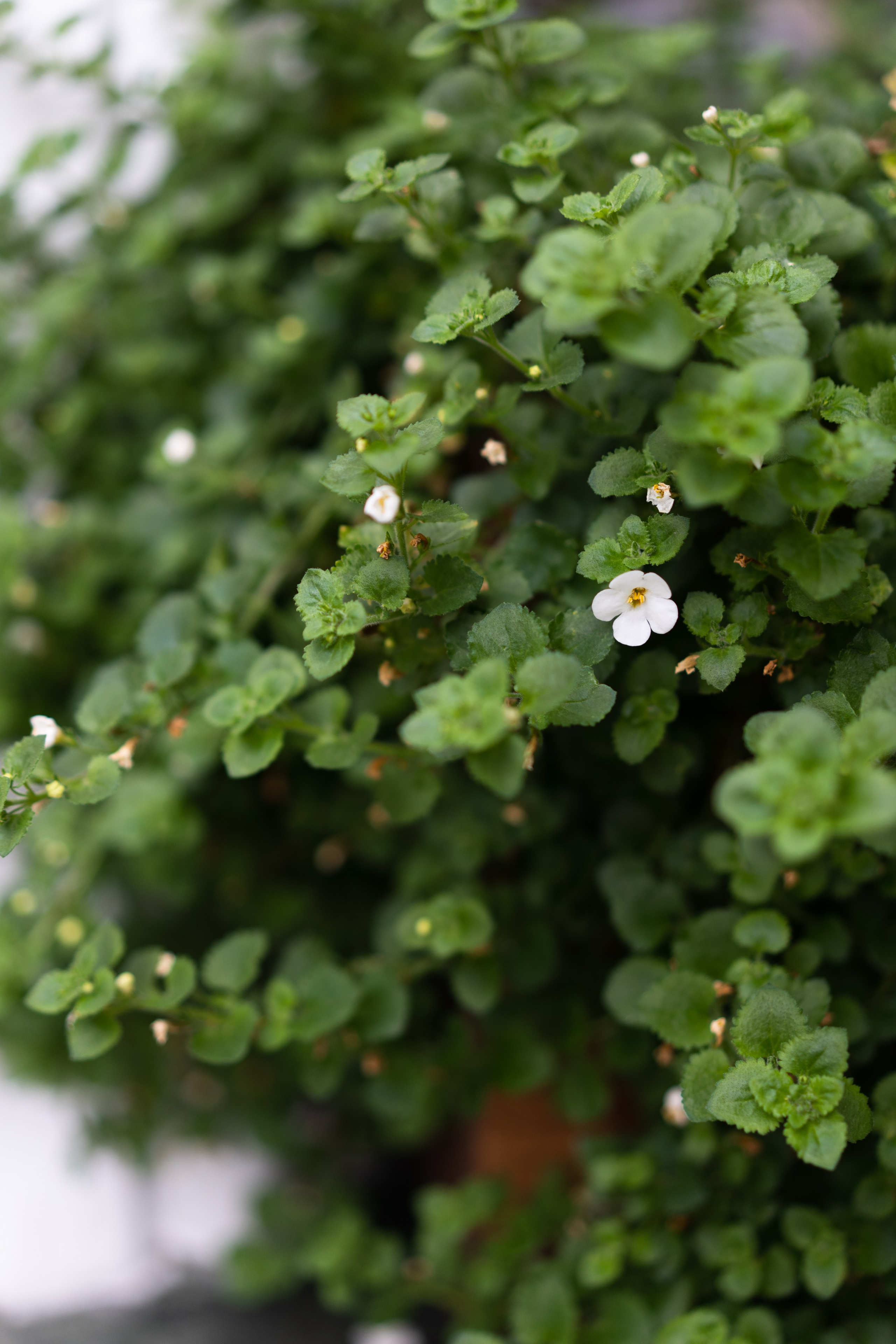 Ксения & Денис. Главная