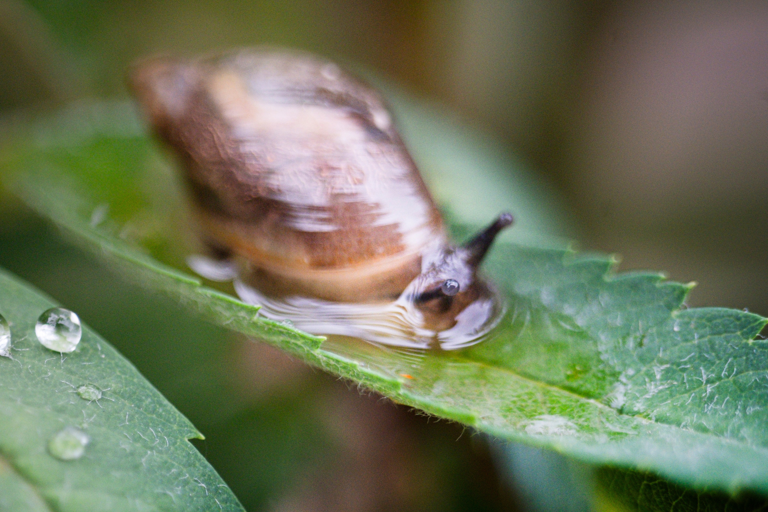 Макро жизнь. KRUTOVA_фотографирую жизнь
