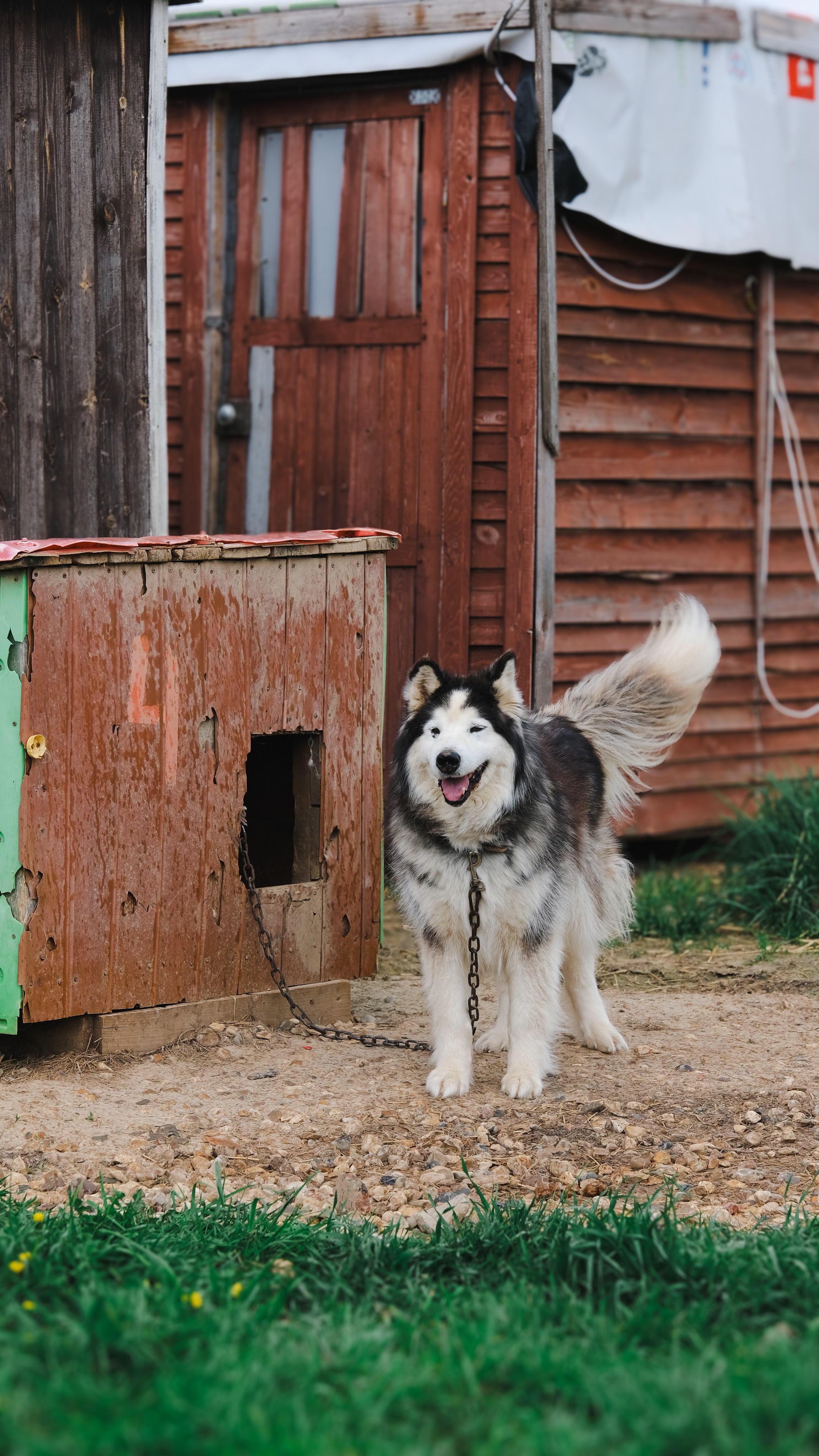 Приют Хаски. KRUTOVA_фотографирую жизнь