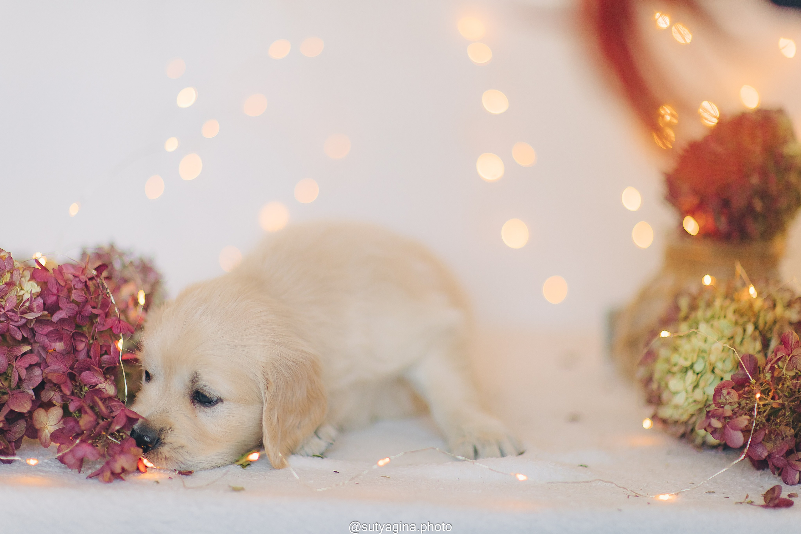 Серая лента. Свадебный и женский фотограф