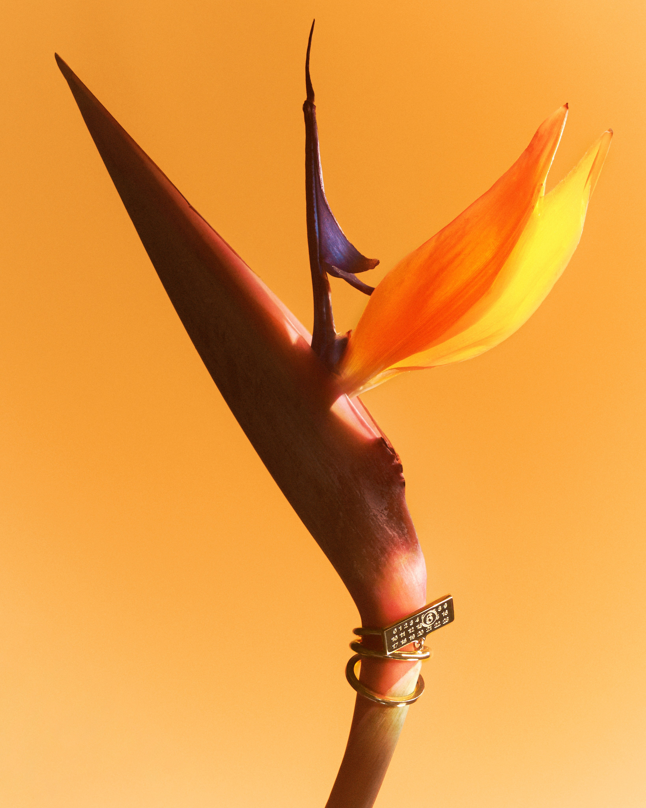 Art project flowers&jewelers. Nadezhda Diskant is a Moscow and Saint Petersburg based photographer