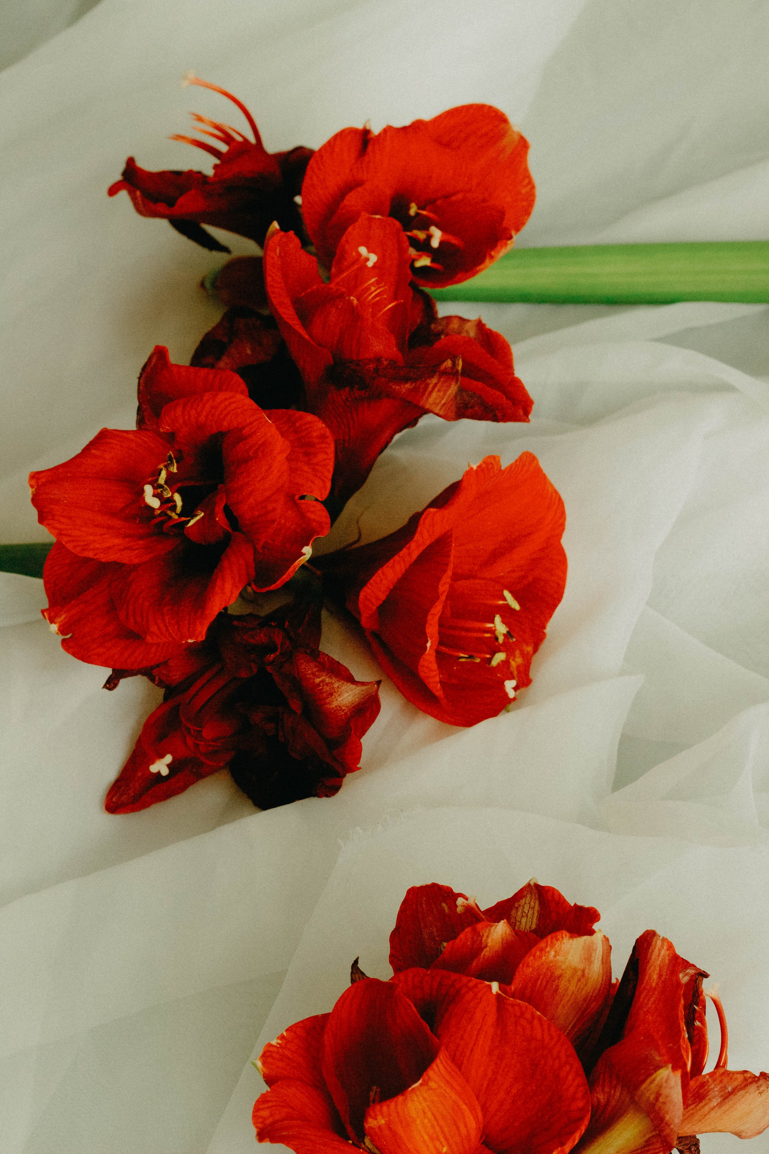 Софи. Фотограф в Санкт-Петербурге Головина Анастасия