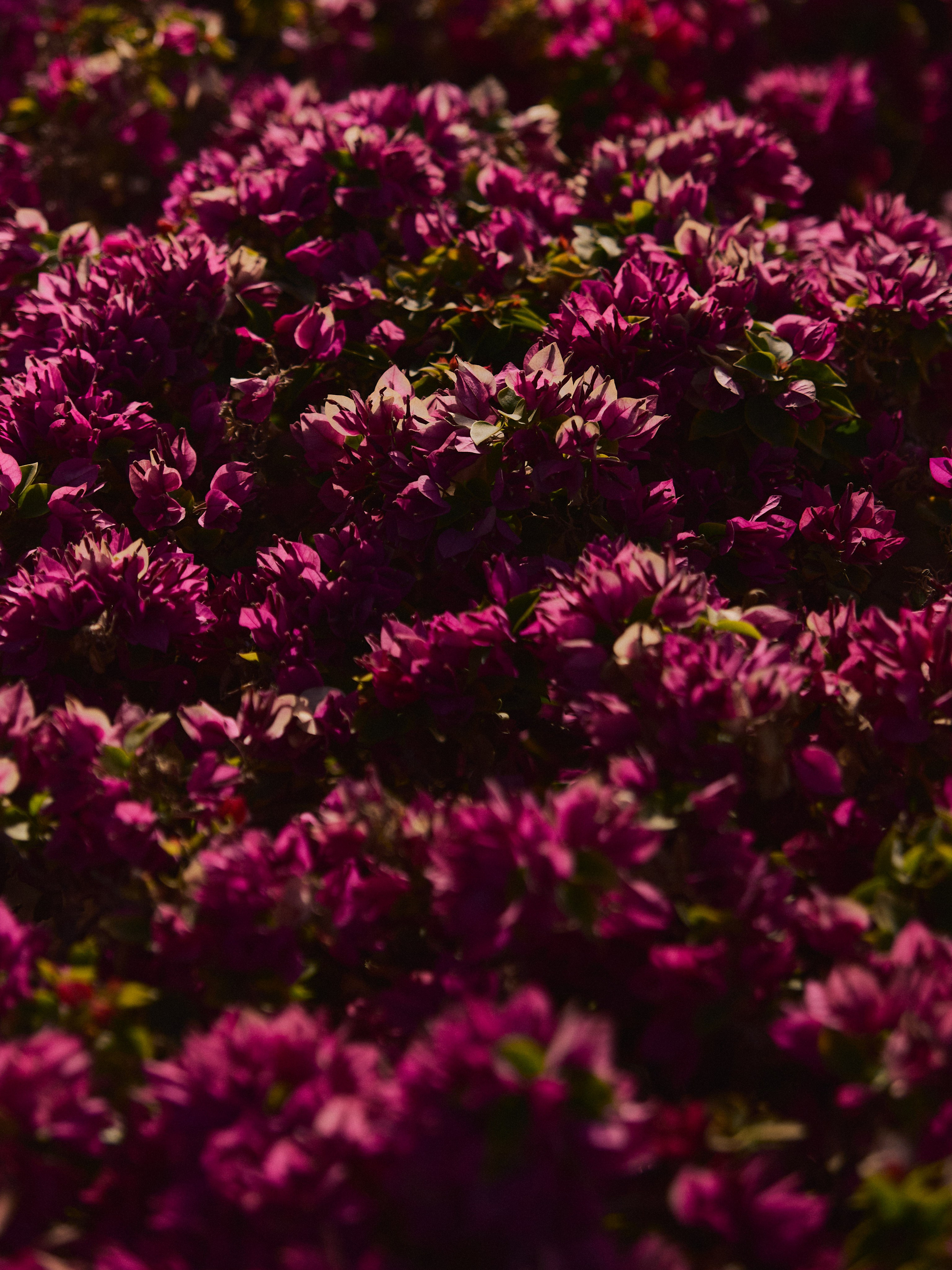 Диптих. Jorgis — фотограф в Хургаде / обучение фотографии