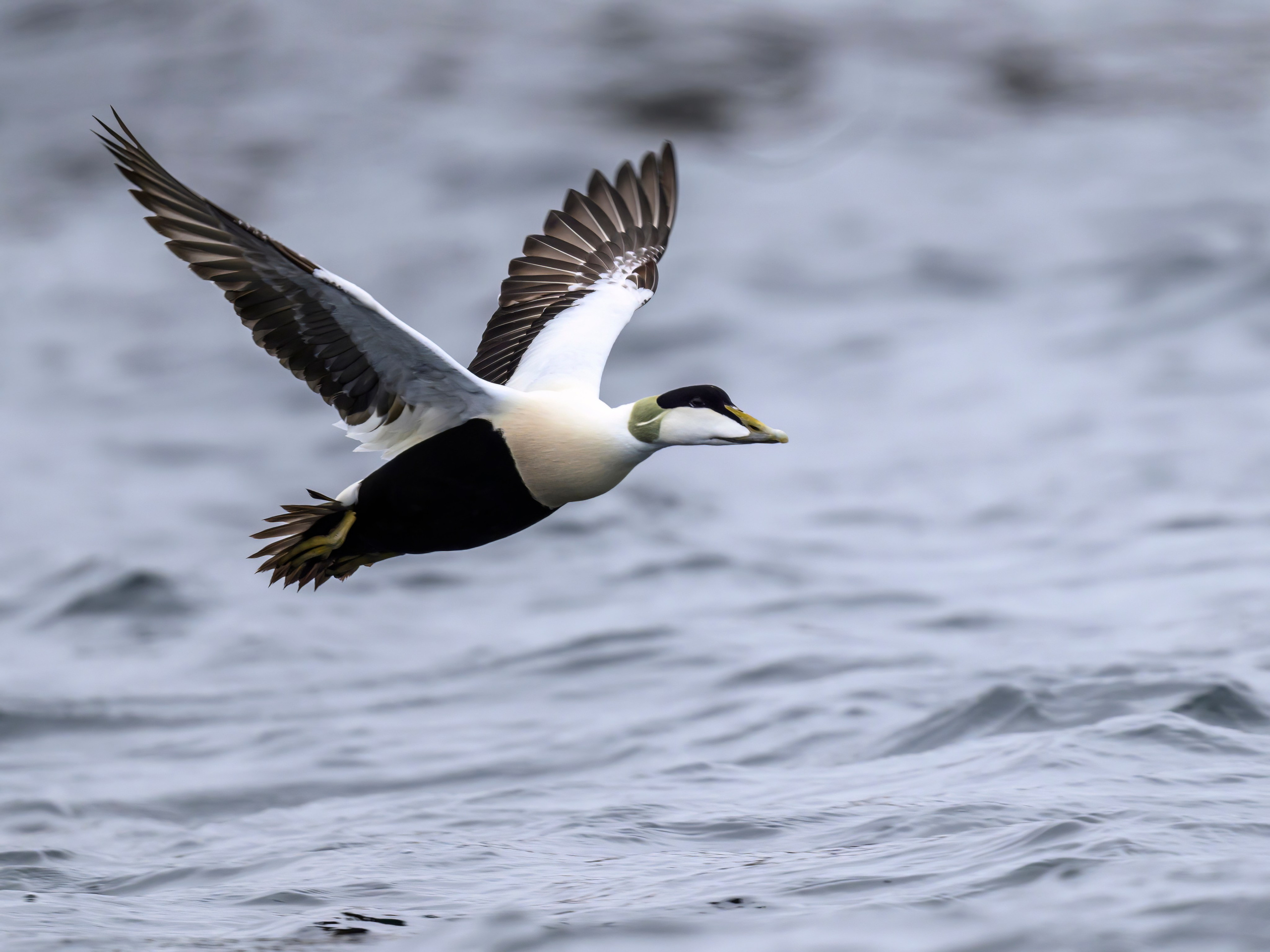 Мурманская область. Июнь 2024. Фотограф Сергей Пупонин
