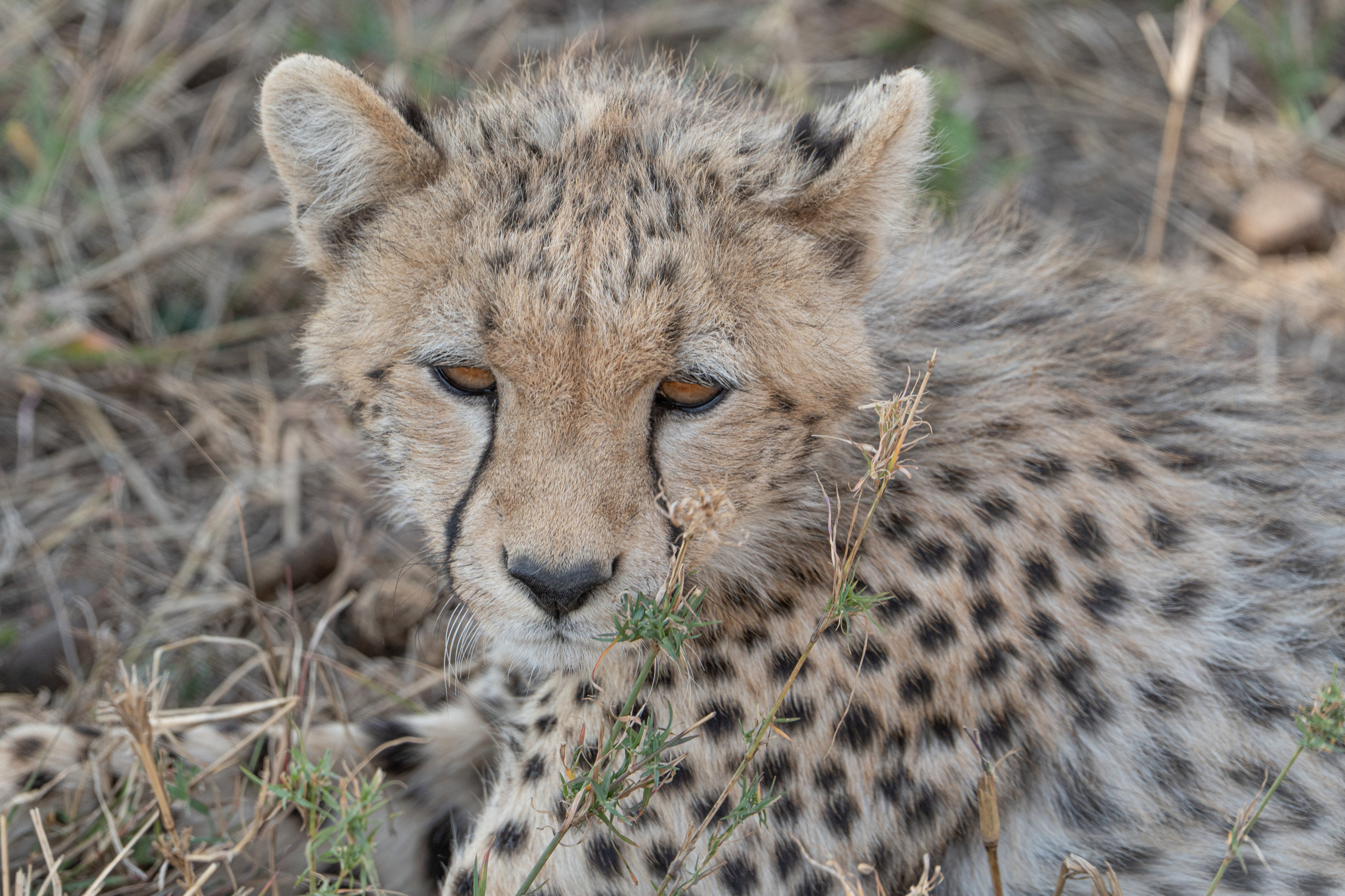 Танзания, сафари, 2025. Творческие сьемки