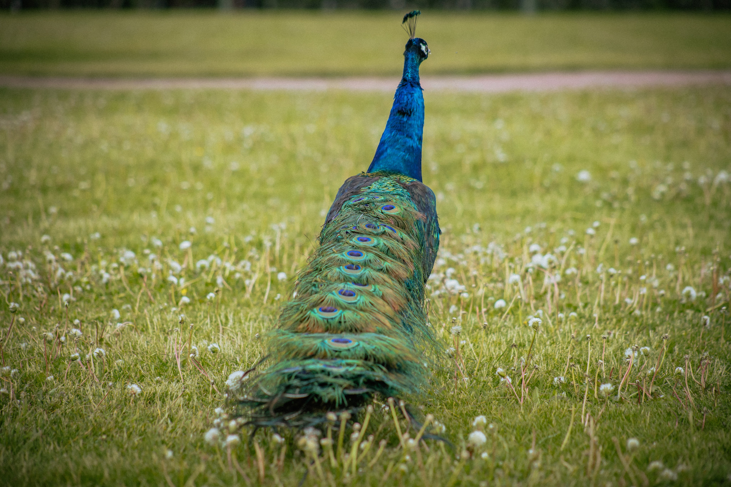 Павлин. Elena Sova — семейный и женский фотограф в Санкт-Петербурге