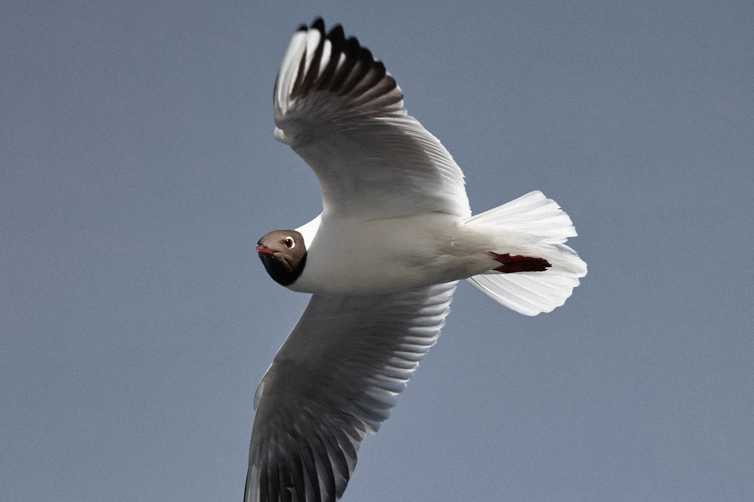 Животные. Портретный, интерьерный и фуд фотограф в Перми Иван Вострецов
