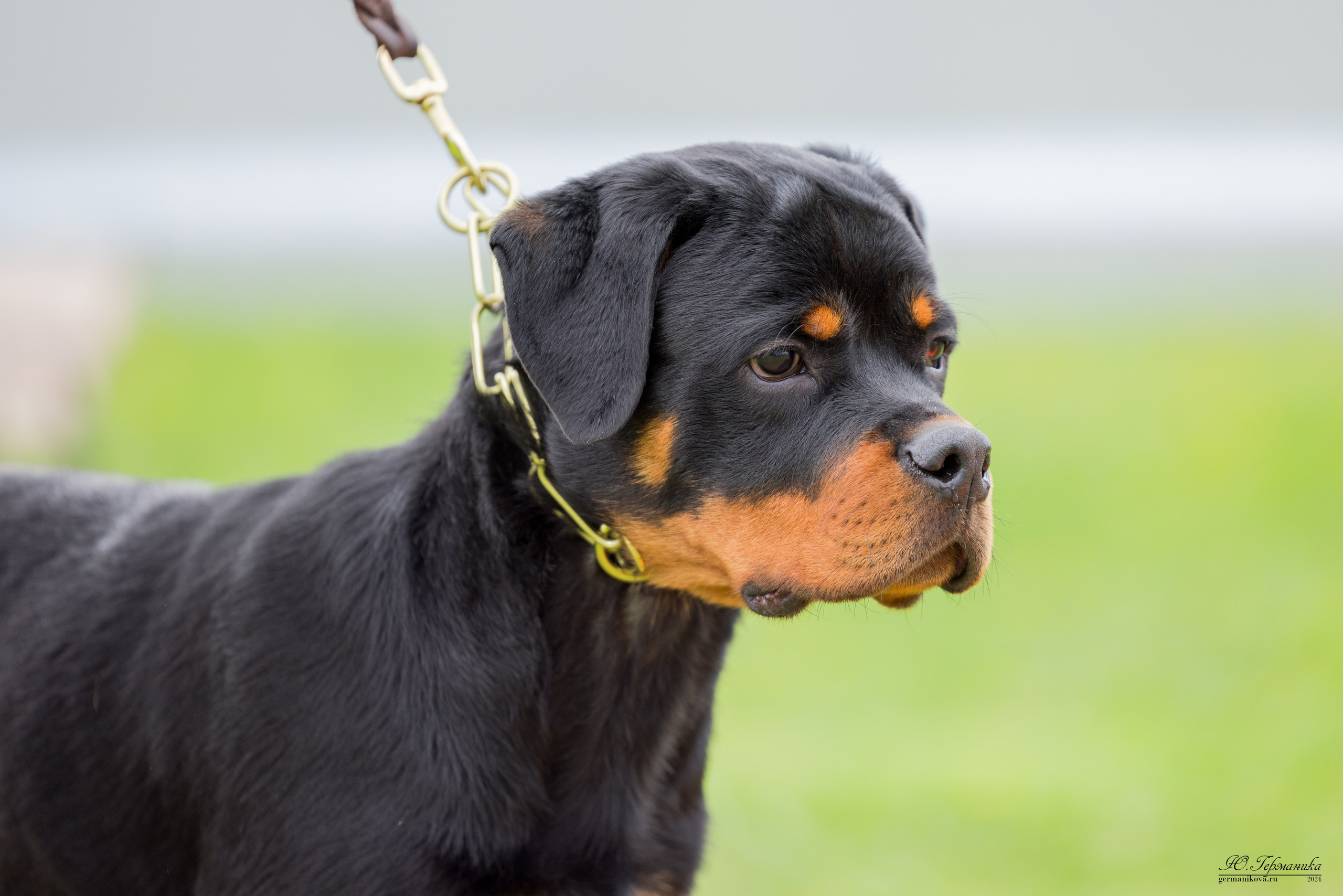 Нижний Новгород 11-12.05.2024 моно ротвейлеров. Фотограф-анималист Юлия Германика