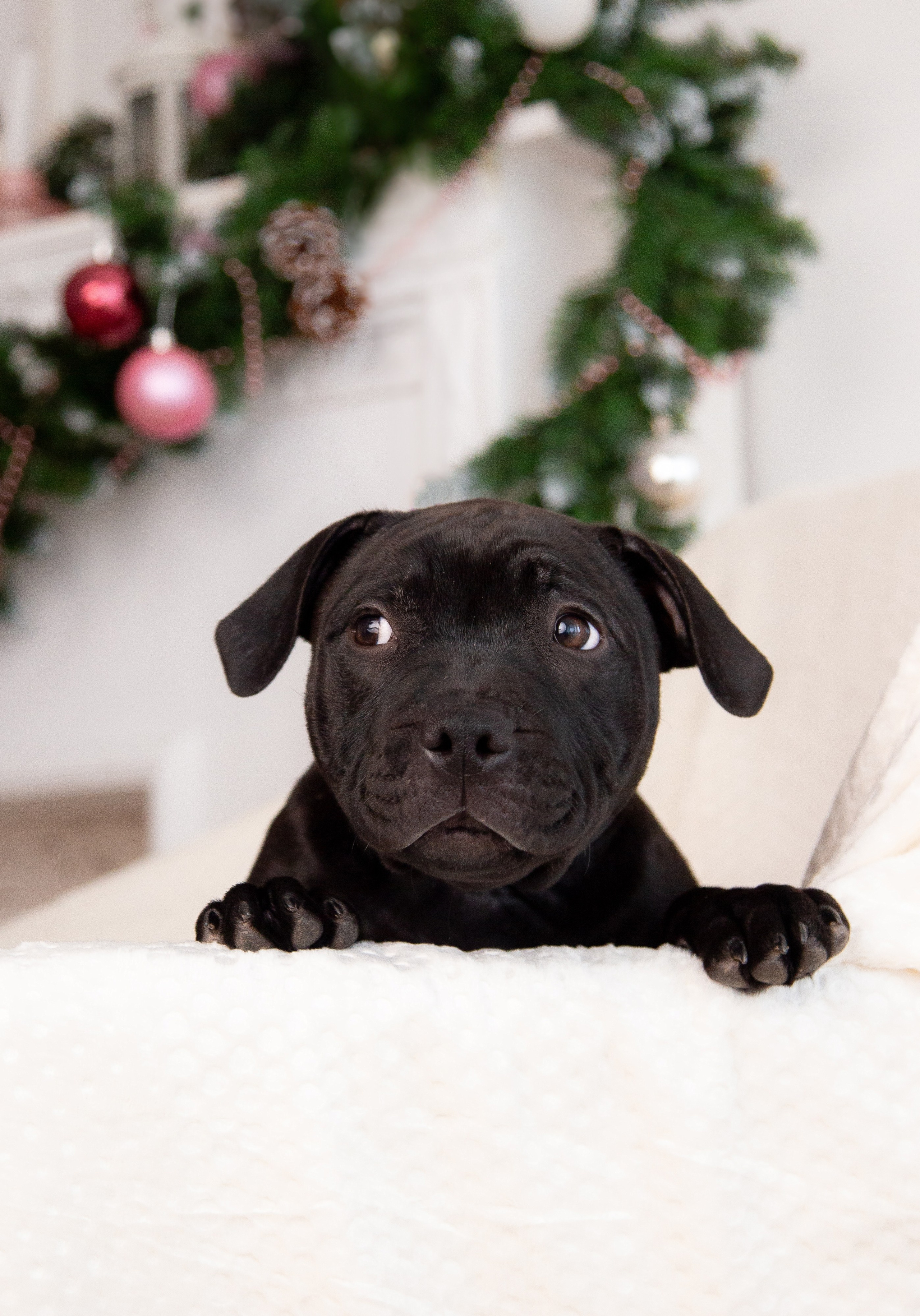 Новогодние малыши. Фотограф Анималист в Перми Анастасия Остерман