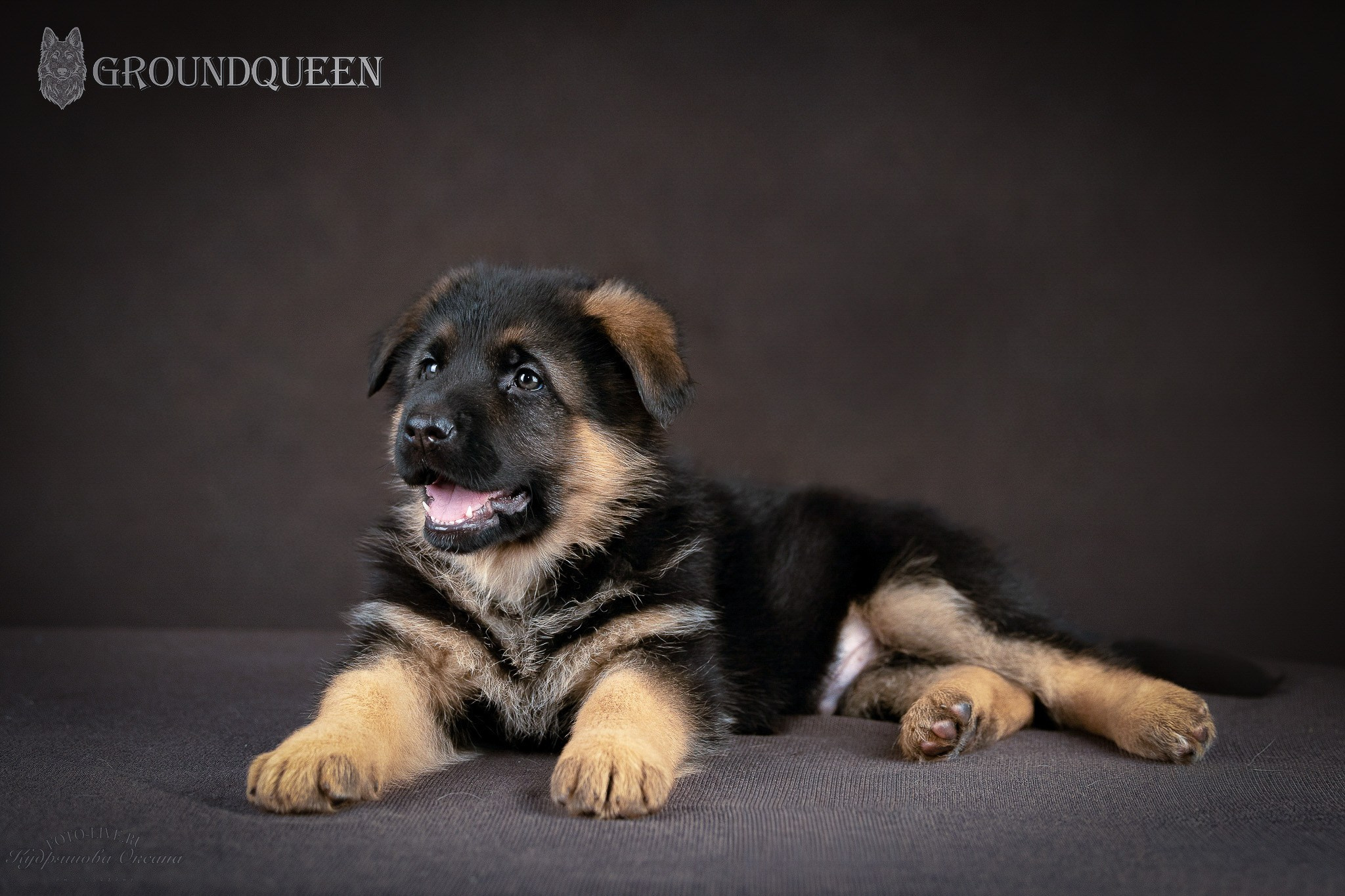 Щенки немецкой овчарки. Фотограф 📸 анималист, предметный, репортажный