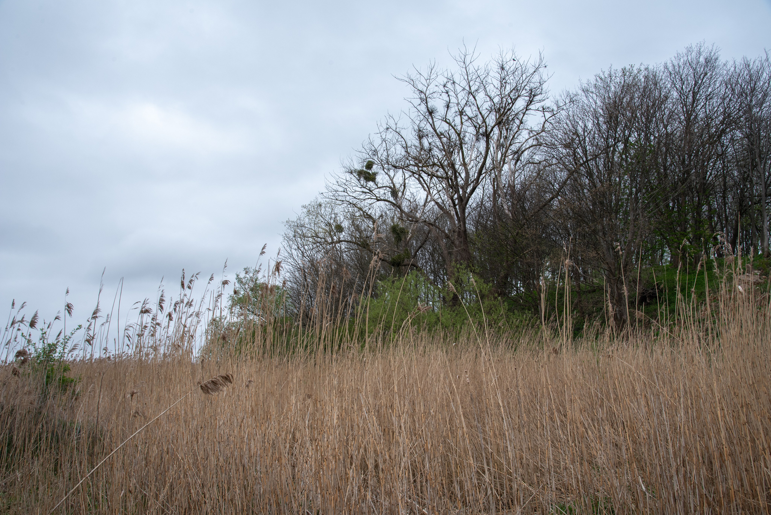 Калининград, Светлогорск. Фотограф Юлия Зимина