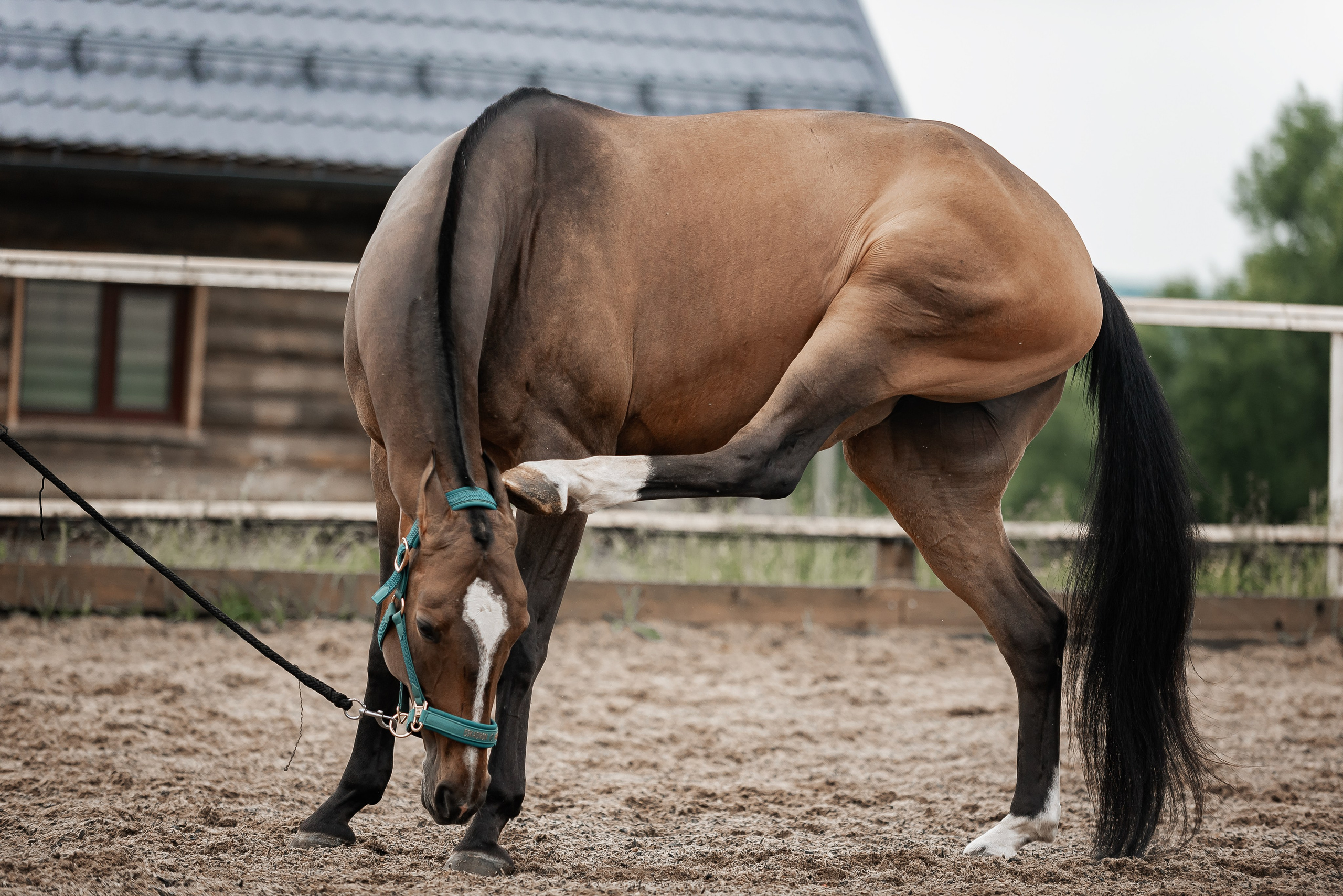 Рони и Зося. Куракина Дарья • Конный фотограф
